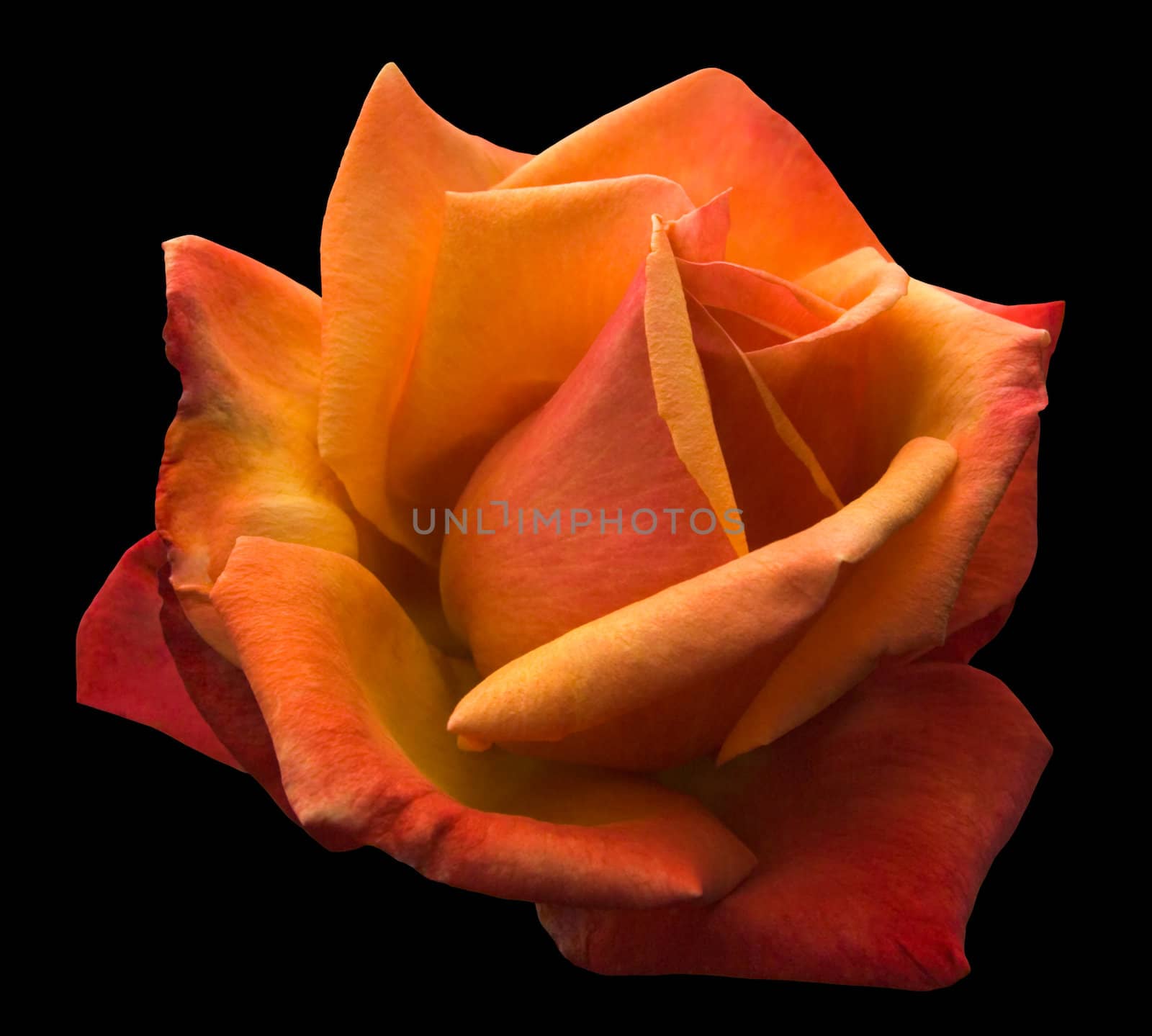 Fiery red and orange rose, isolated on black with clipping path
