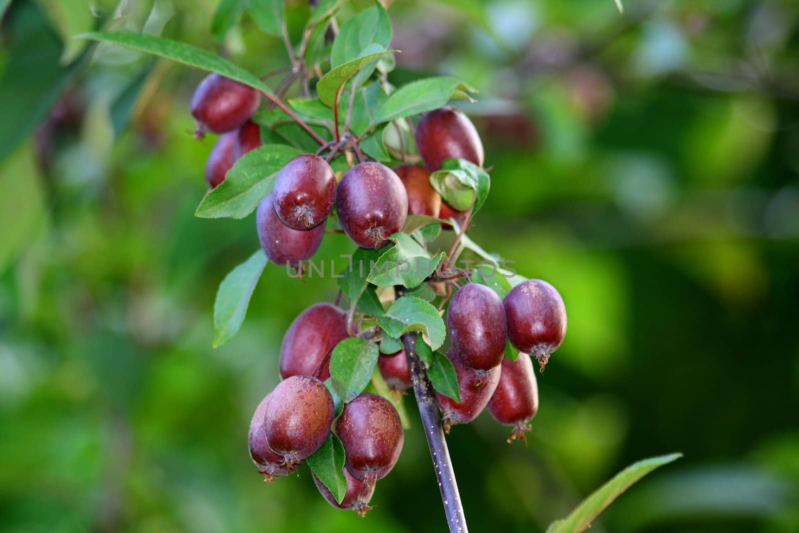 Close up of the little china apples