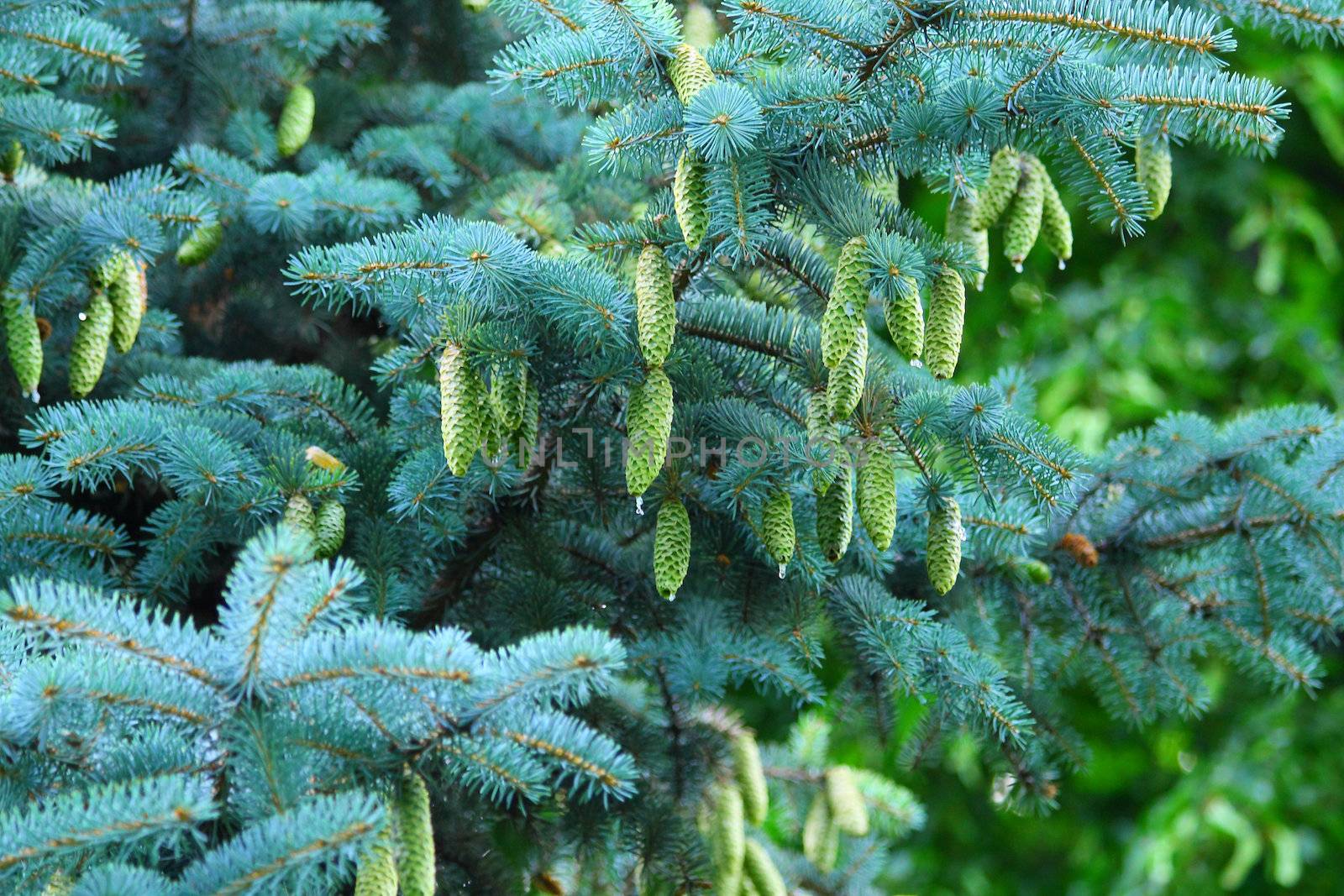 Close up of the Christmas tree branches and cons