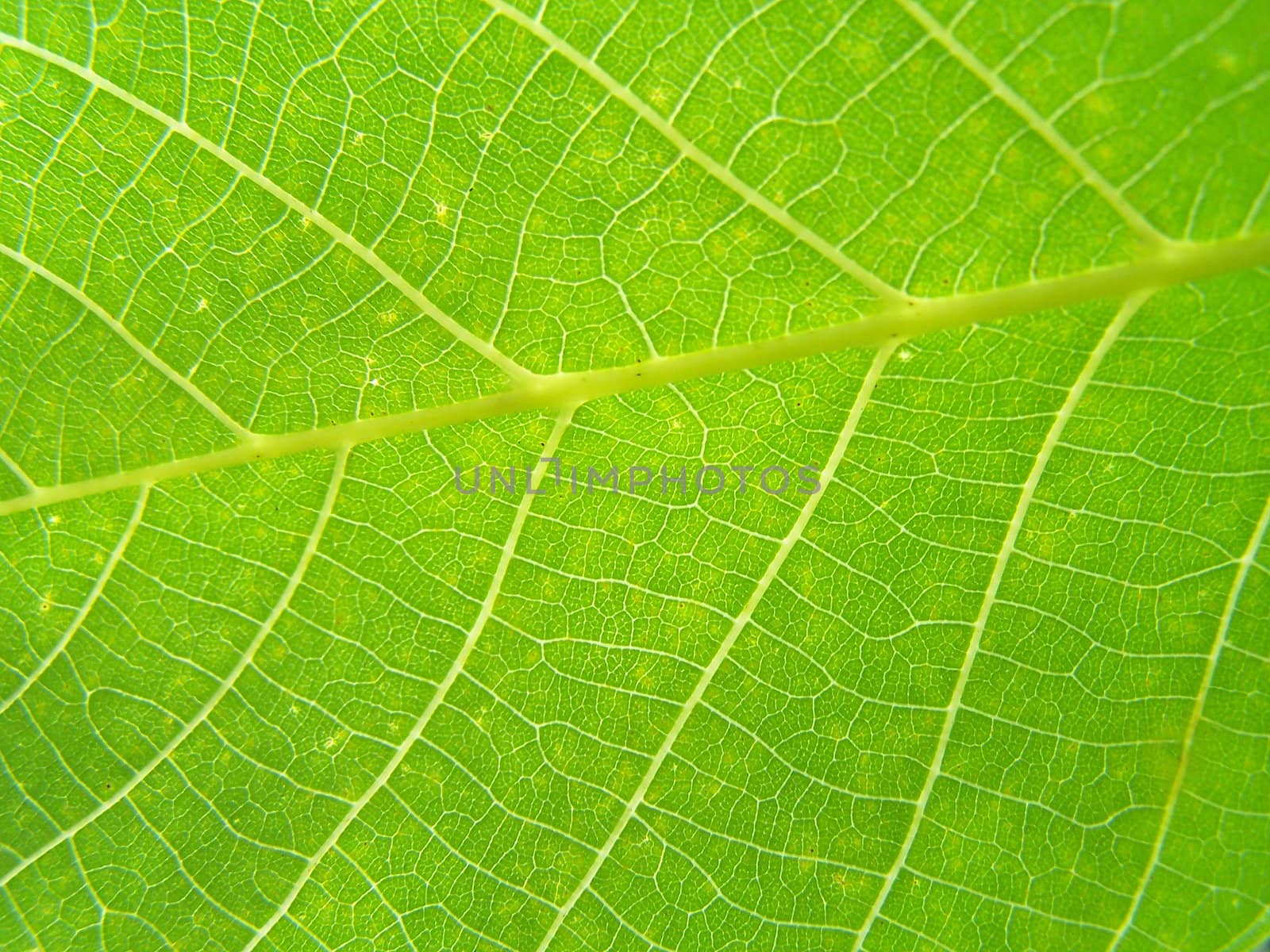 Walnut leaf by Lessadar