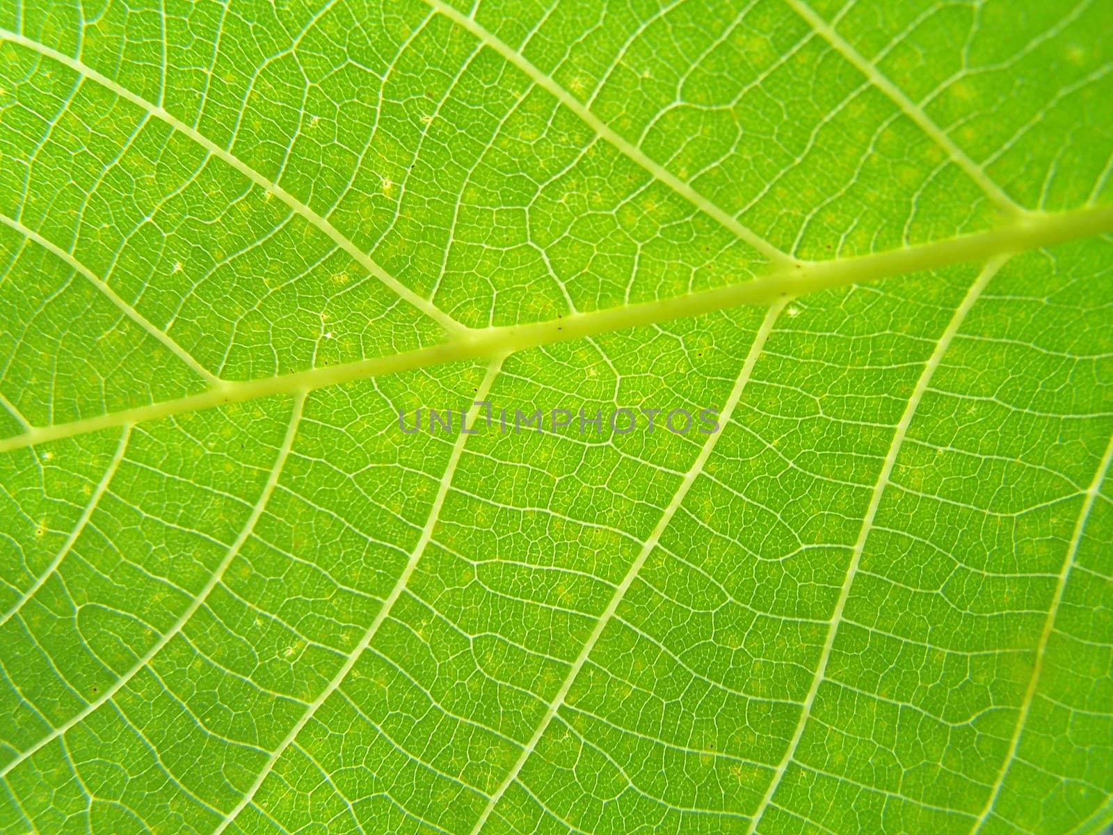 Close up of the walnut leaf texture