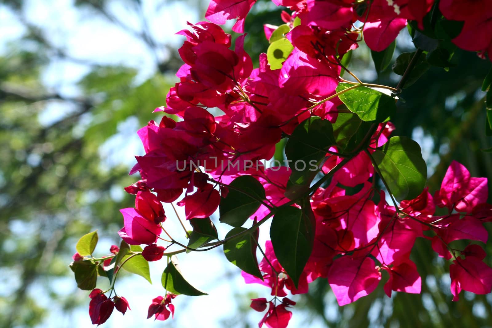 A close up of a bush with purple tropical foliage.