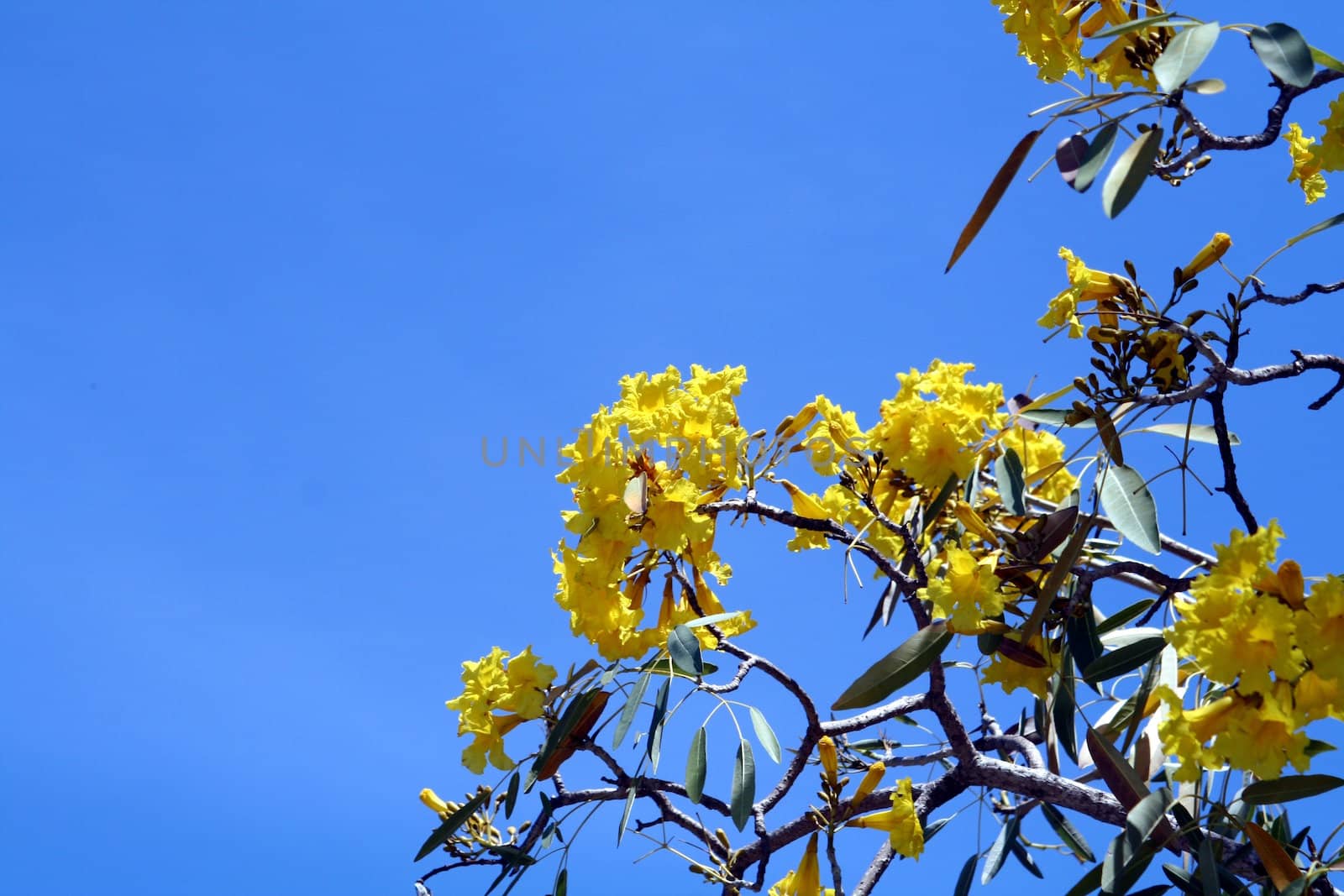 Yellow flowers blooming on a tree against a blue sky.