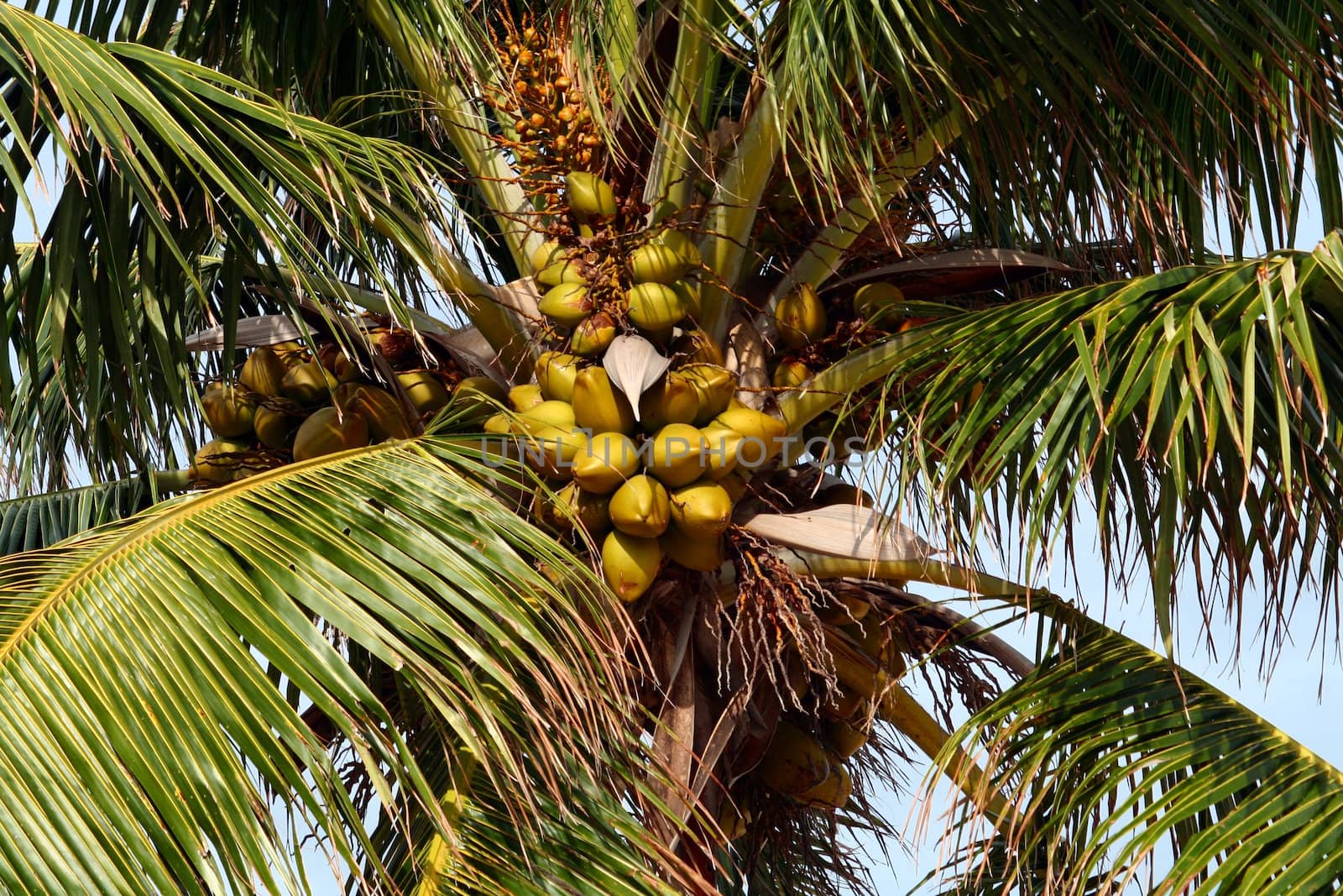 Coconuts still on the tree in Key West Florida.