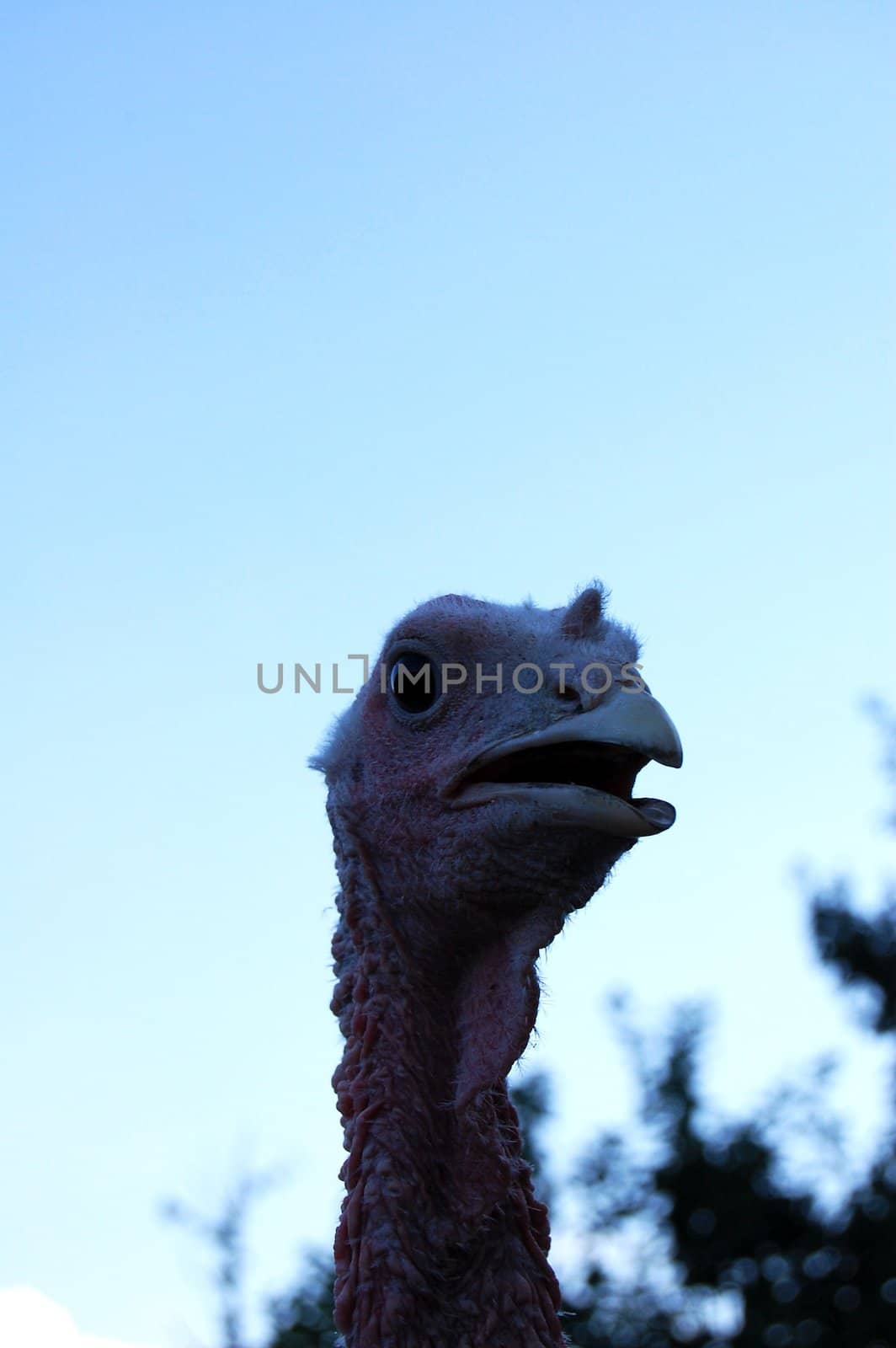 head of turkey on the sky background