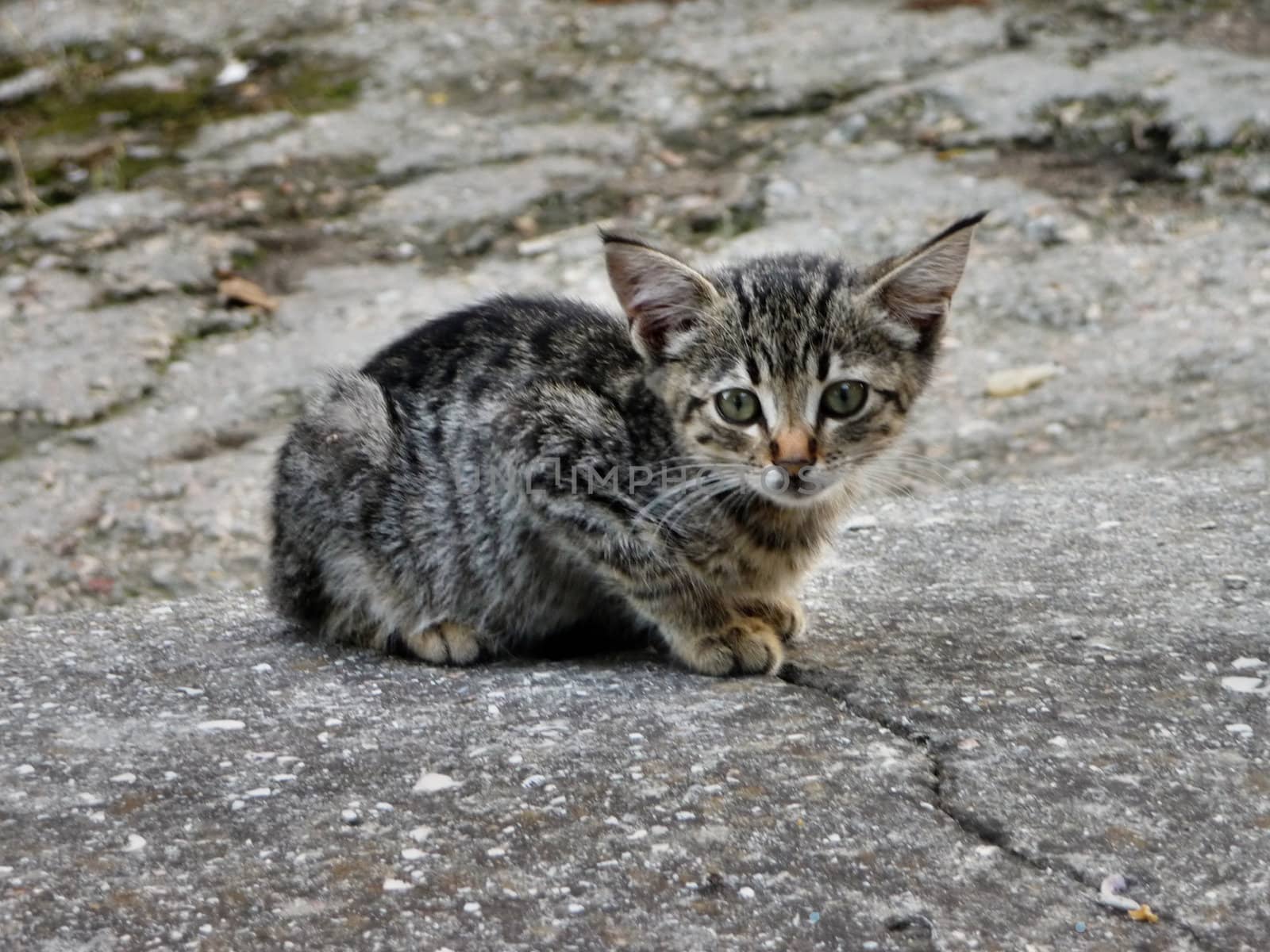 The kitten has left on walk