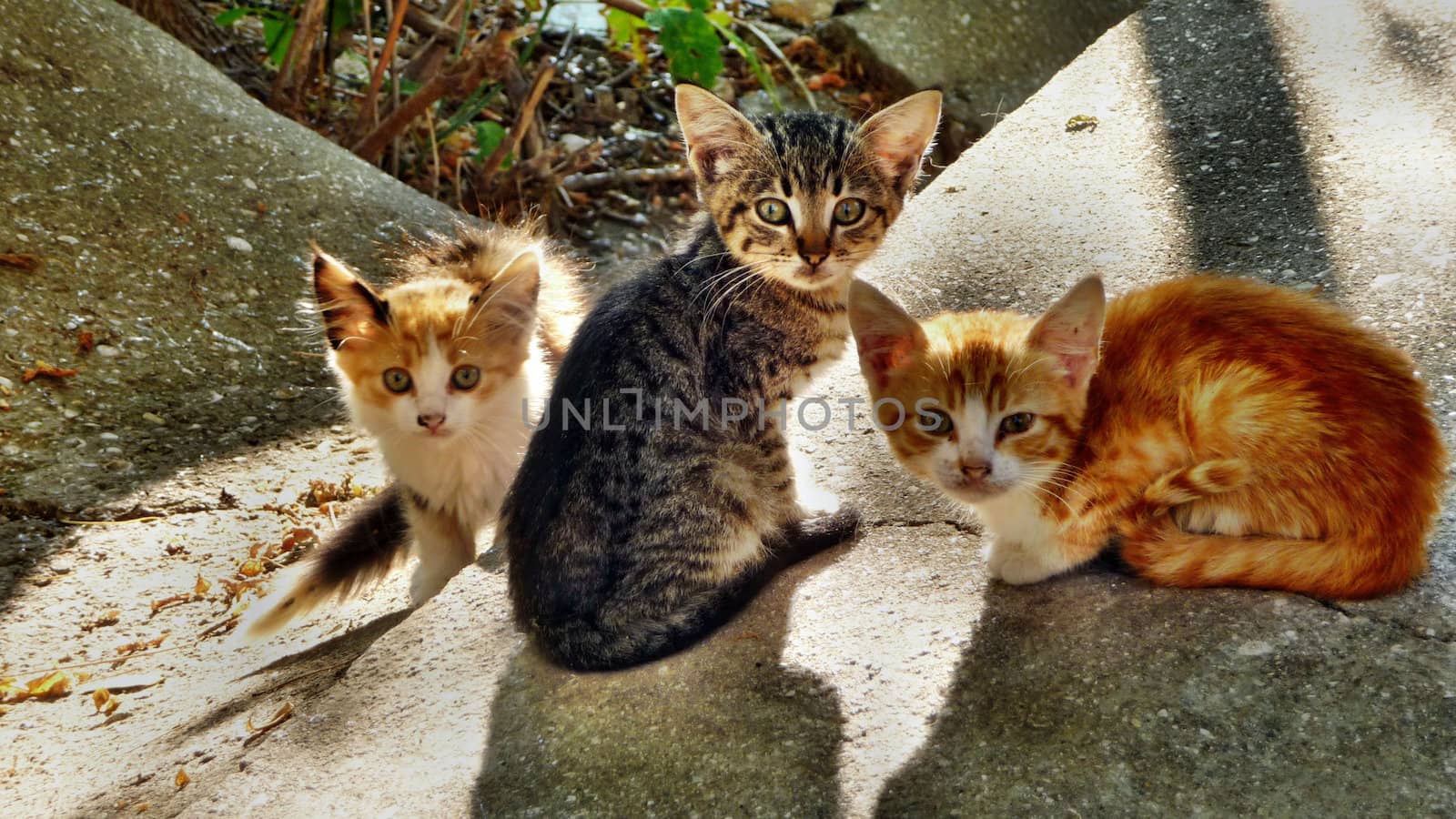 Kittens by samum
