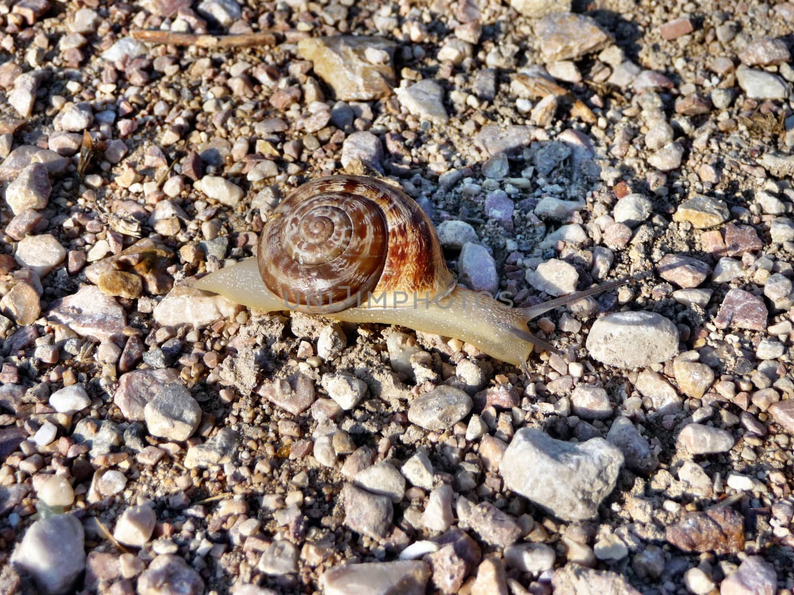 The Crimean snail creeps slowly but confidently