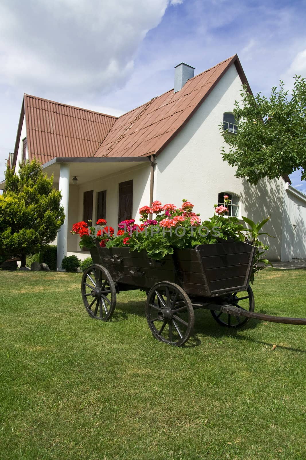 Yard's decoration. A waggon with wooden wheels and with flowers in bloom
