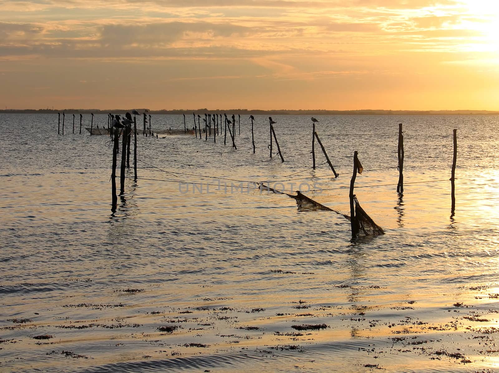 Seagulls stand on fishing nets poles in the sunset