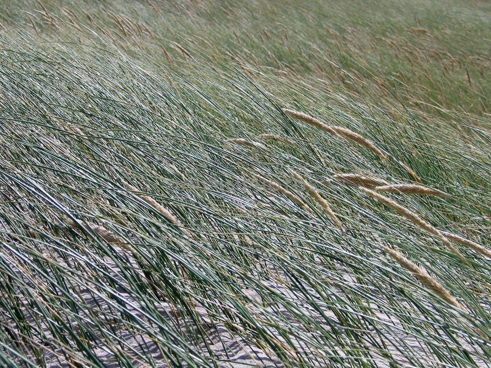 Weather abstract - sea grass bushes in strong wind