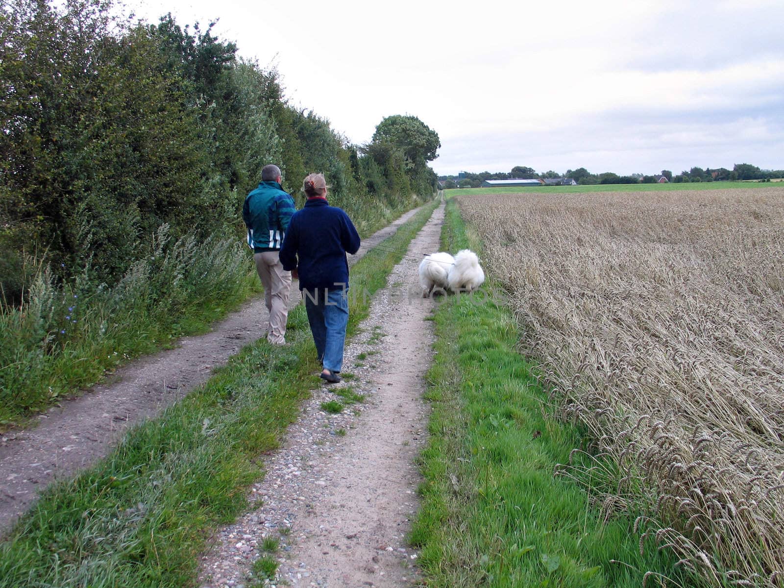 A couple in a dogs walk stroll in open fields