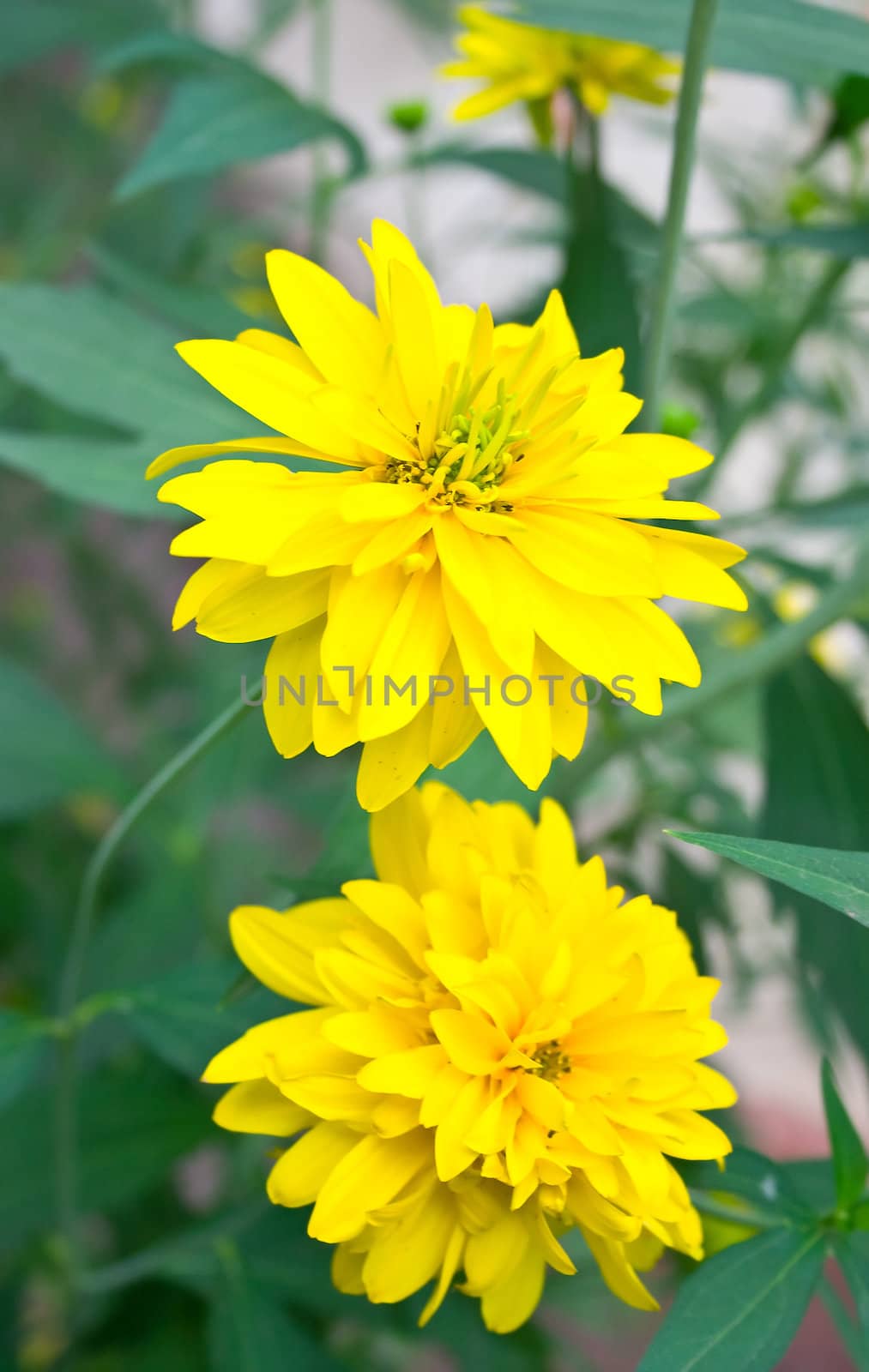 Bright yellow flowers on green background. Shallow DOF. Close-up.