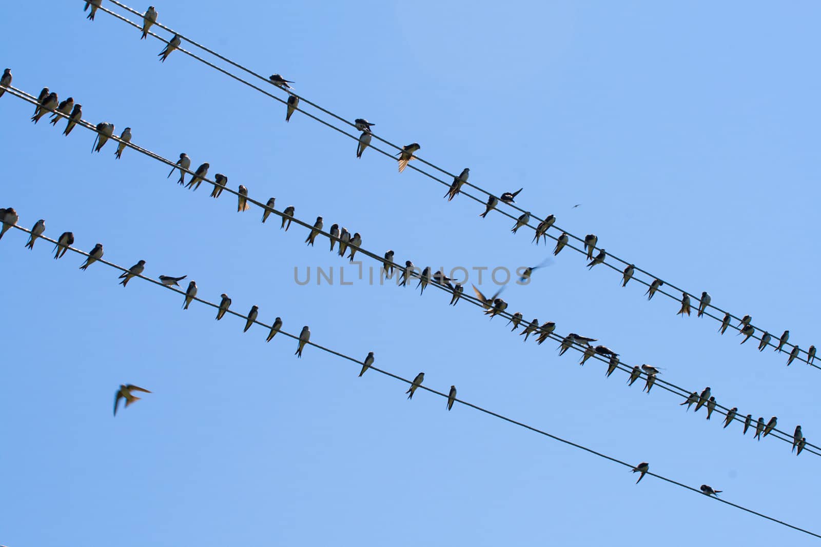 many swallows on wire, over blue sky background