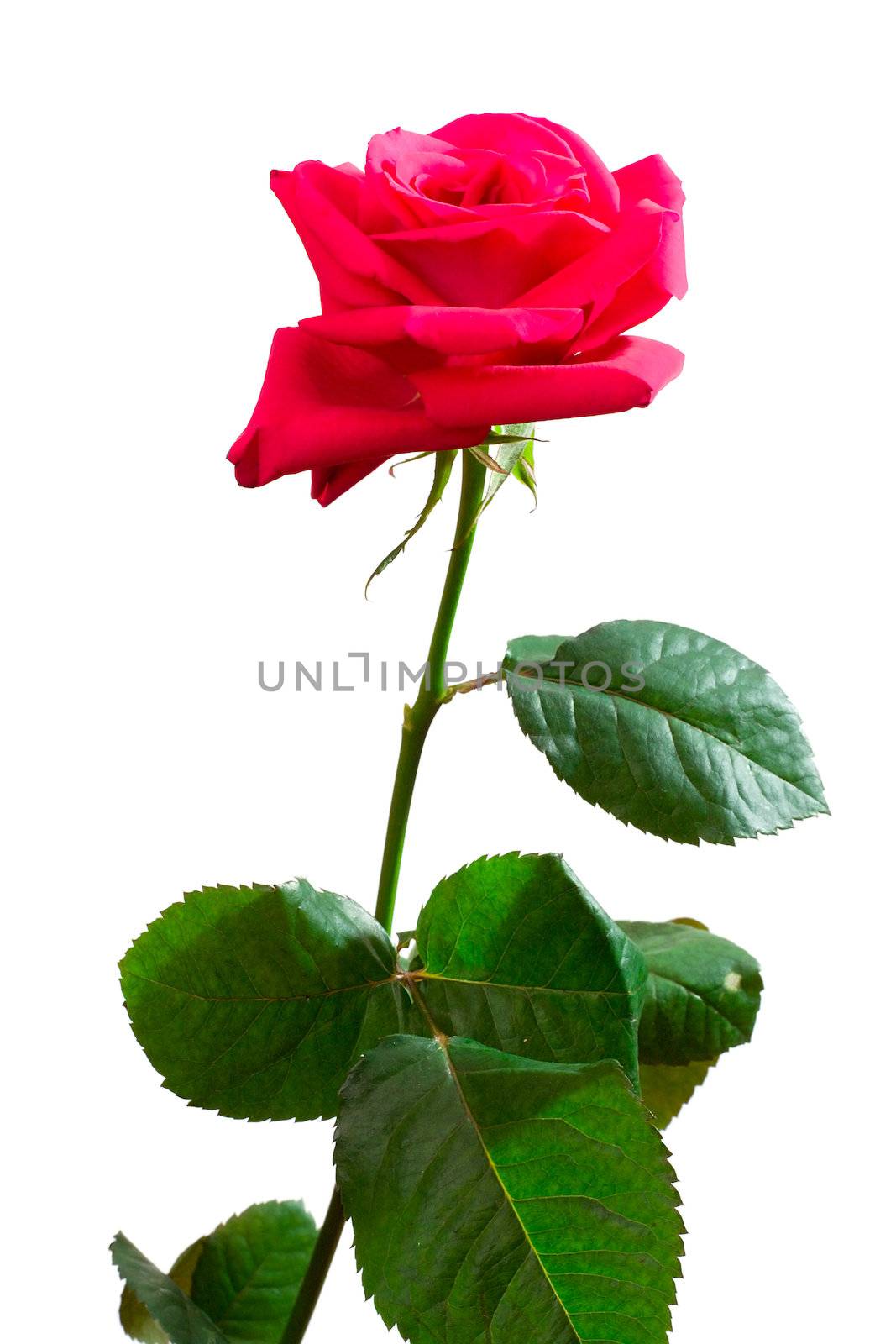 close-up single pink rose, isolated on white