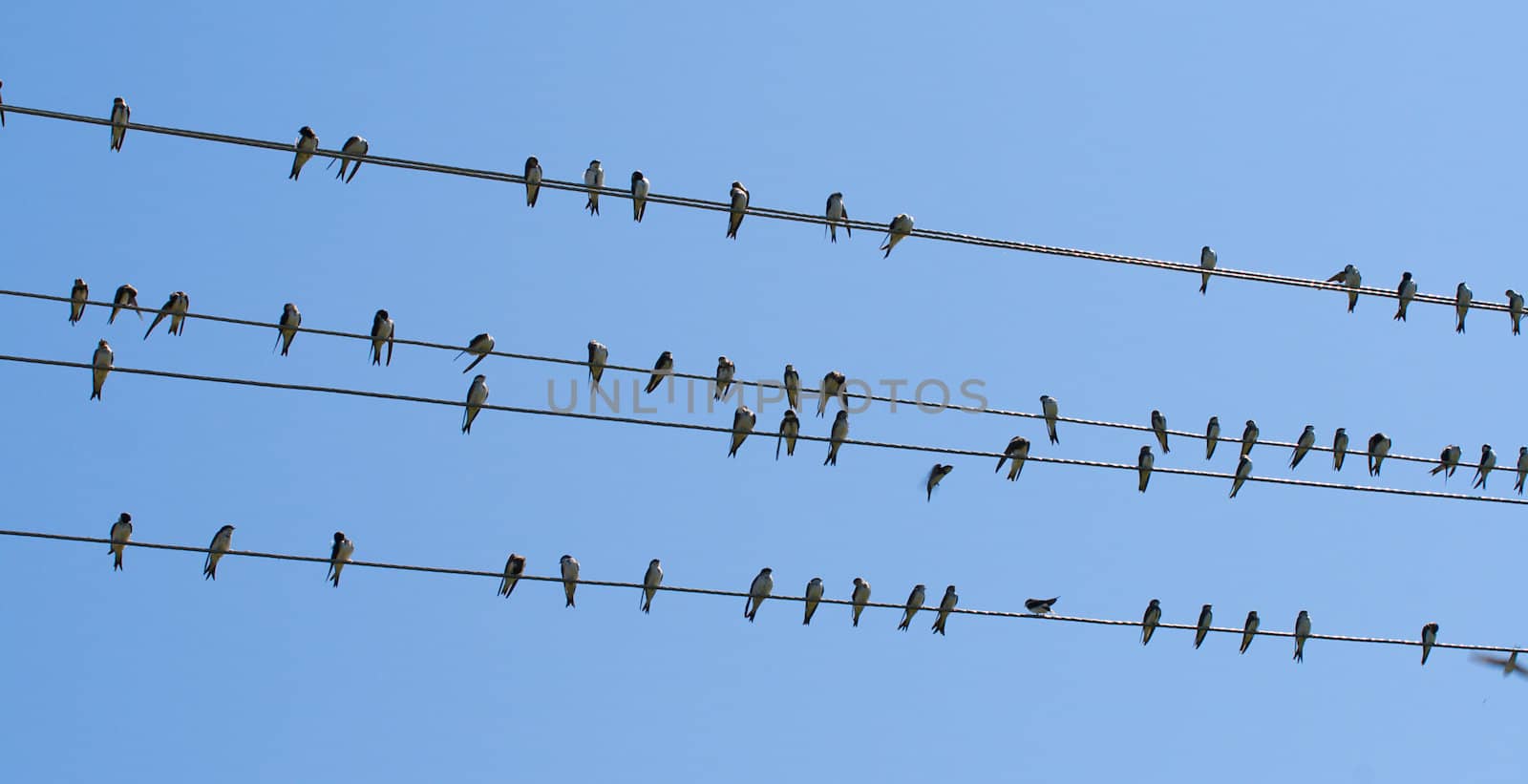 swallows on wire, over blue sky background