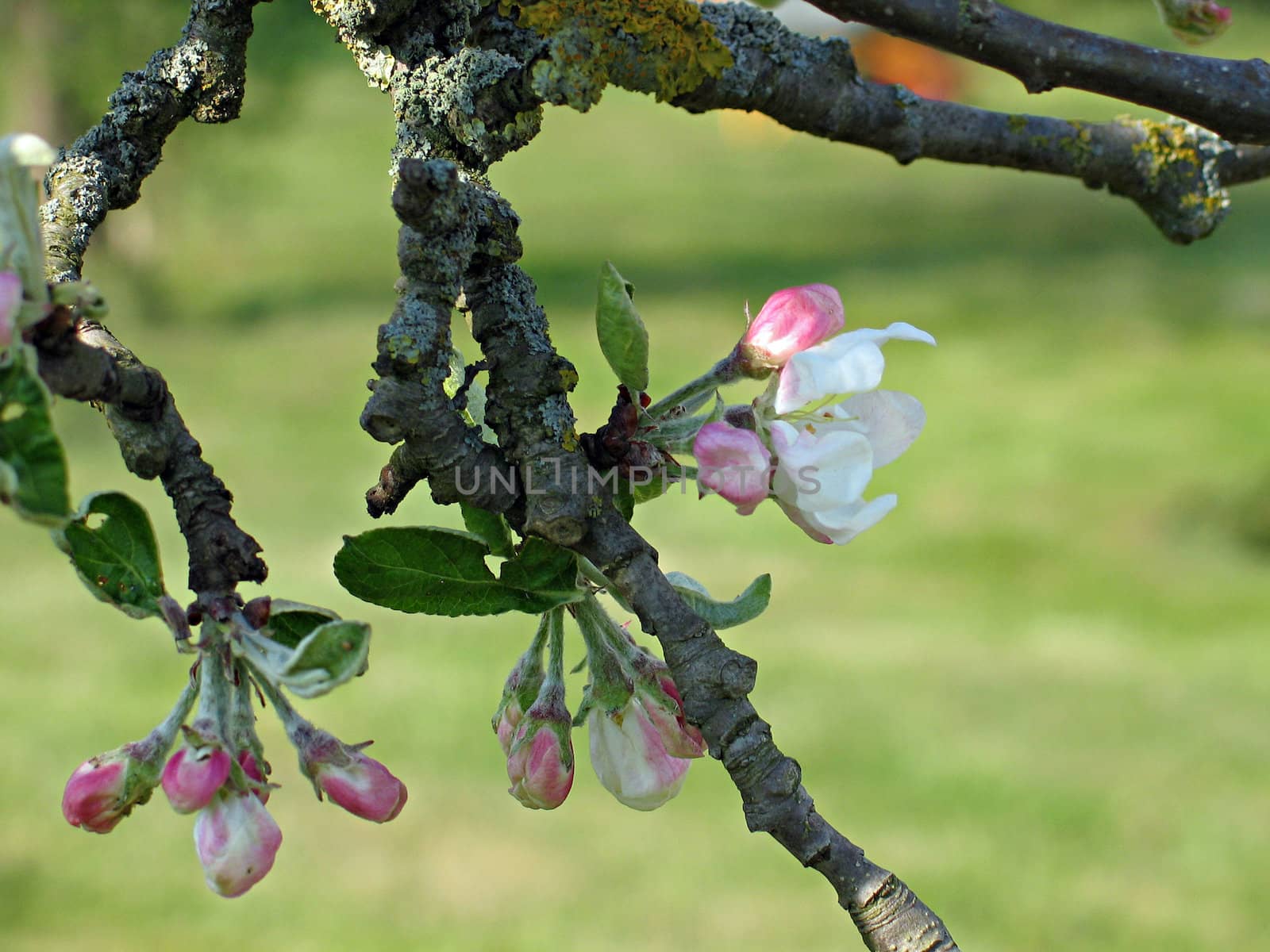 Blooming apple tree branches close-up - Apple blossom