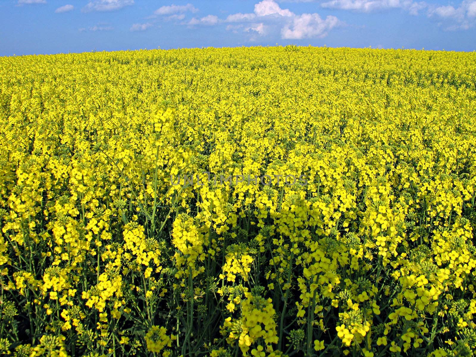 Blooming rape field - background