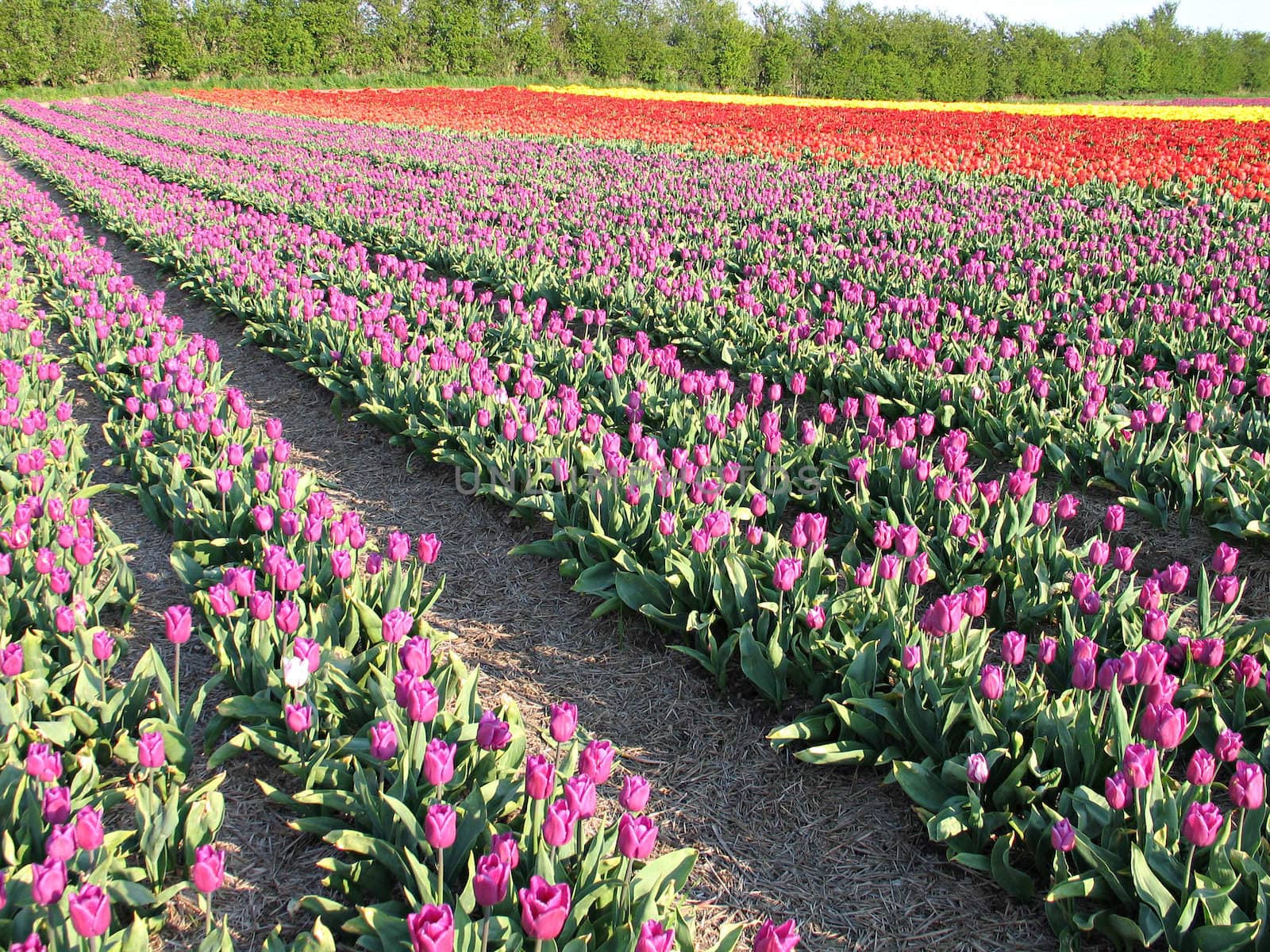 Field of tulip in the spring by Ronyzmbow