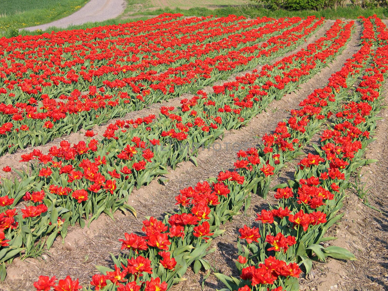 Blooming red tulips field in perspective view