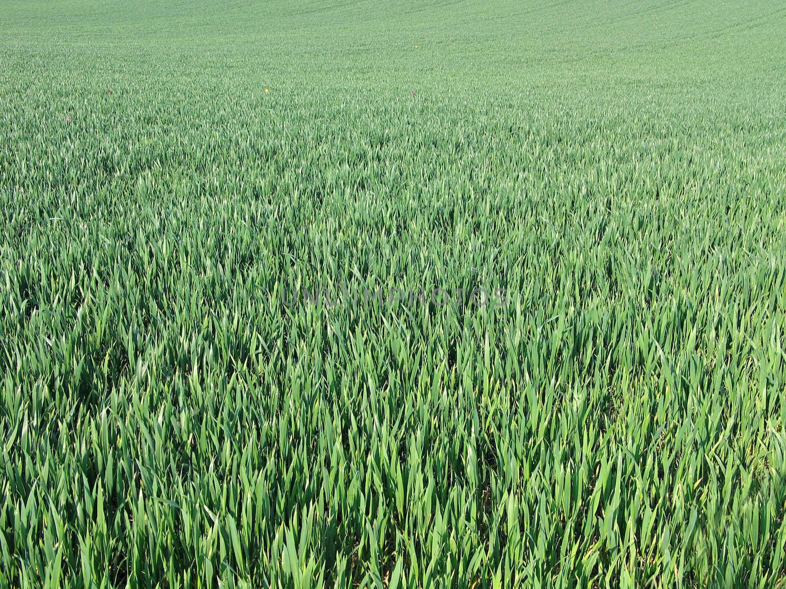 Lush green field background - full frame
