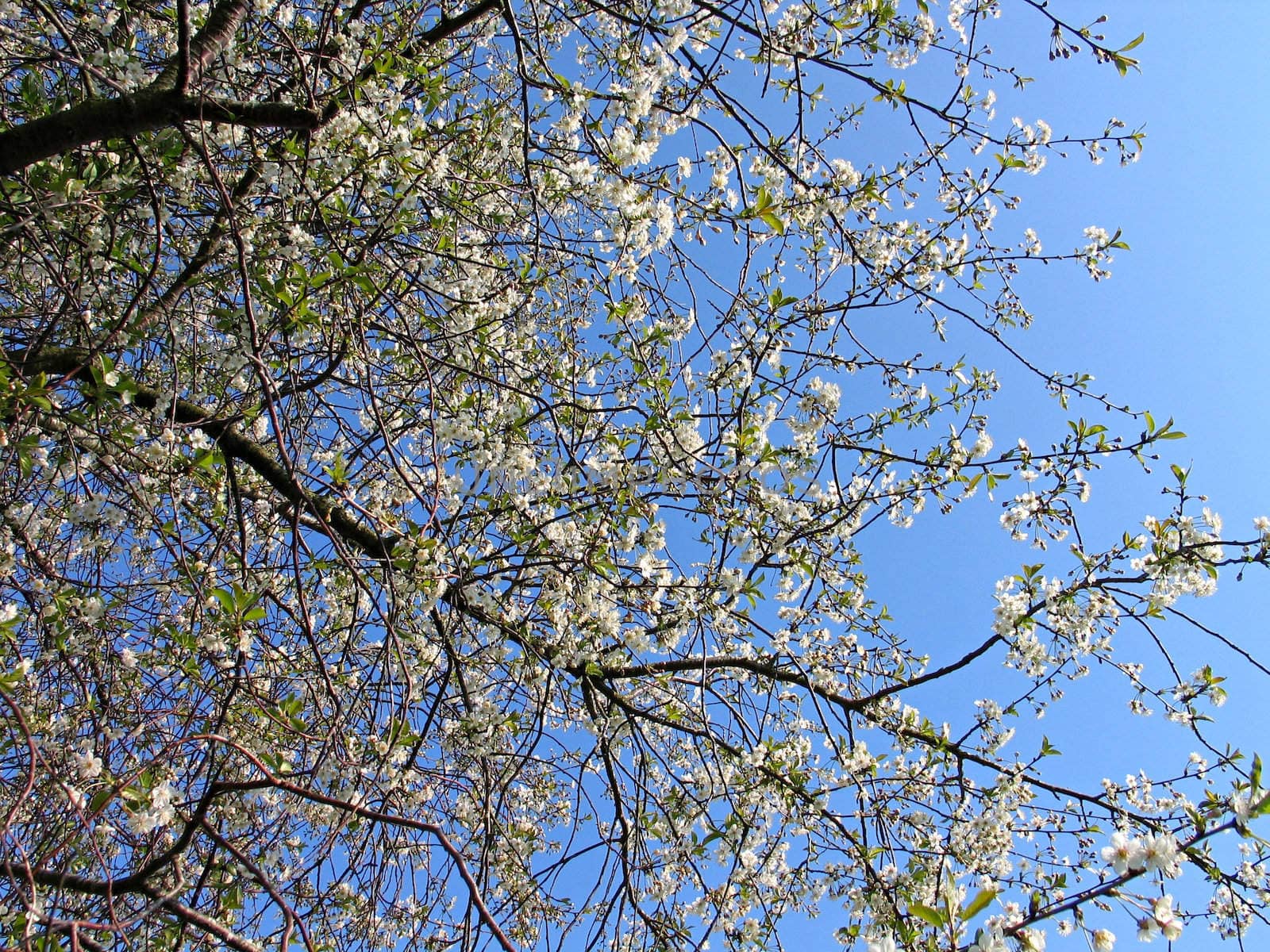 Blooming apple tree branches - Apple blossom