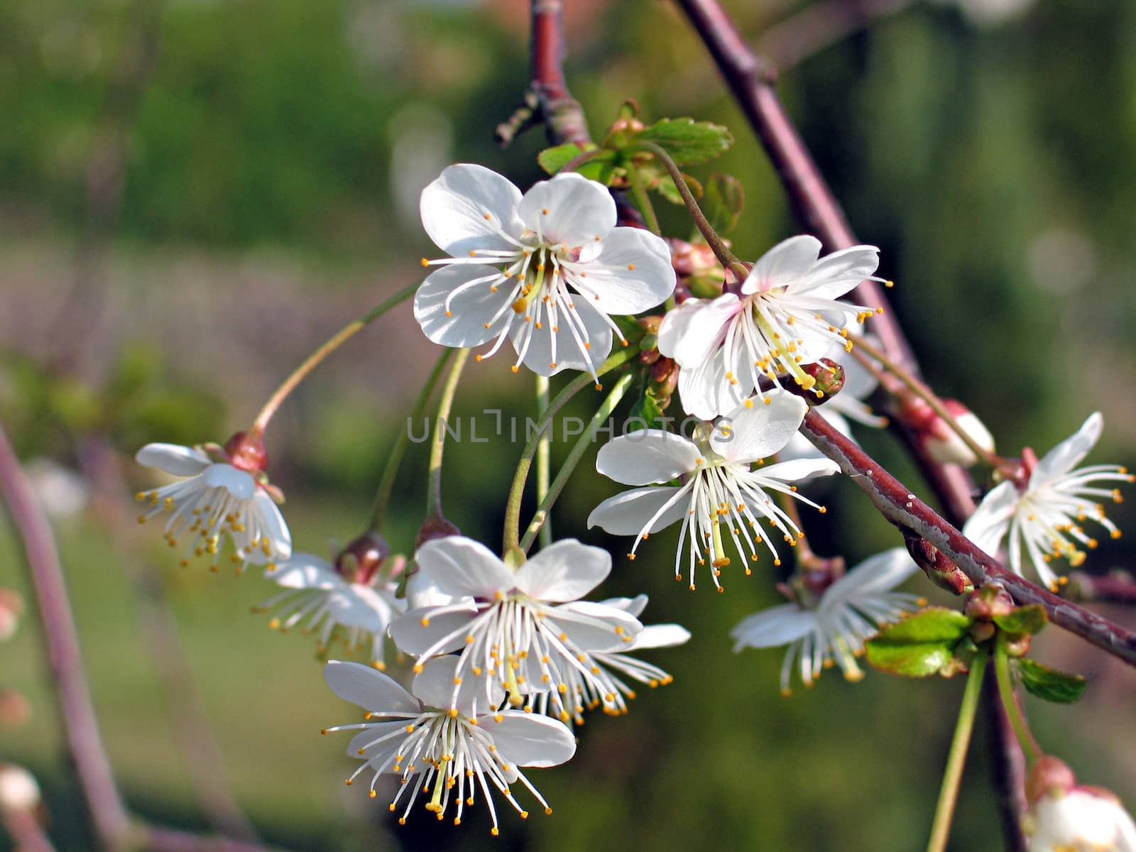 Spring cherry blossom close up