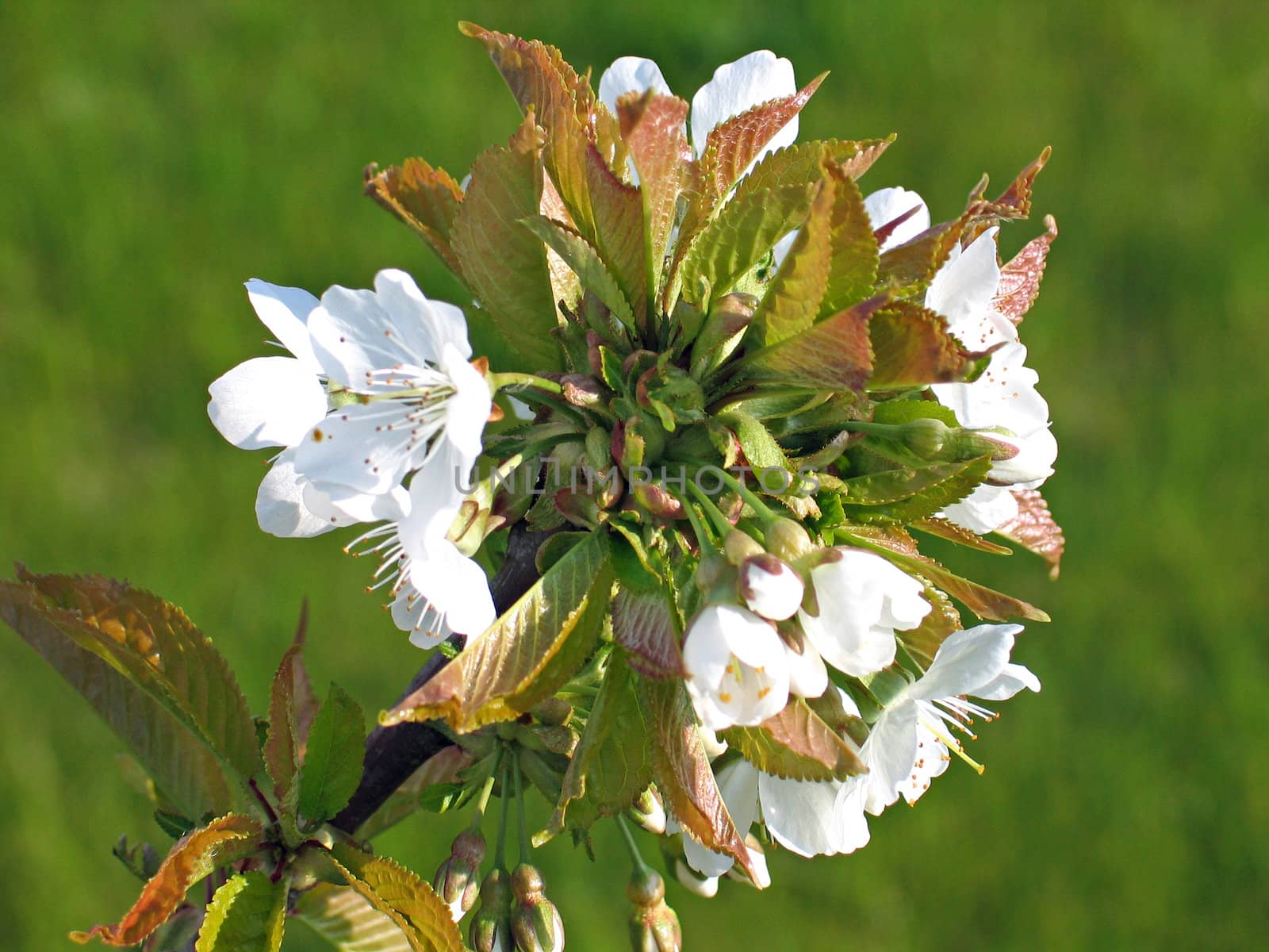 Spring time cherry blossom close up