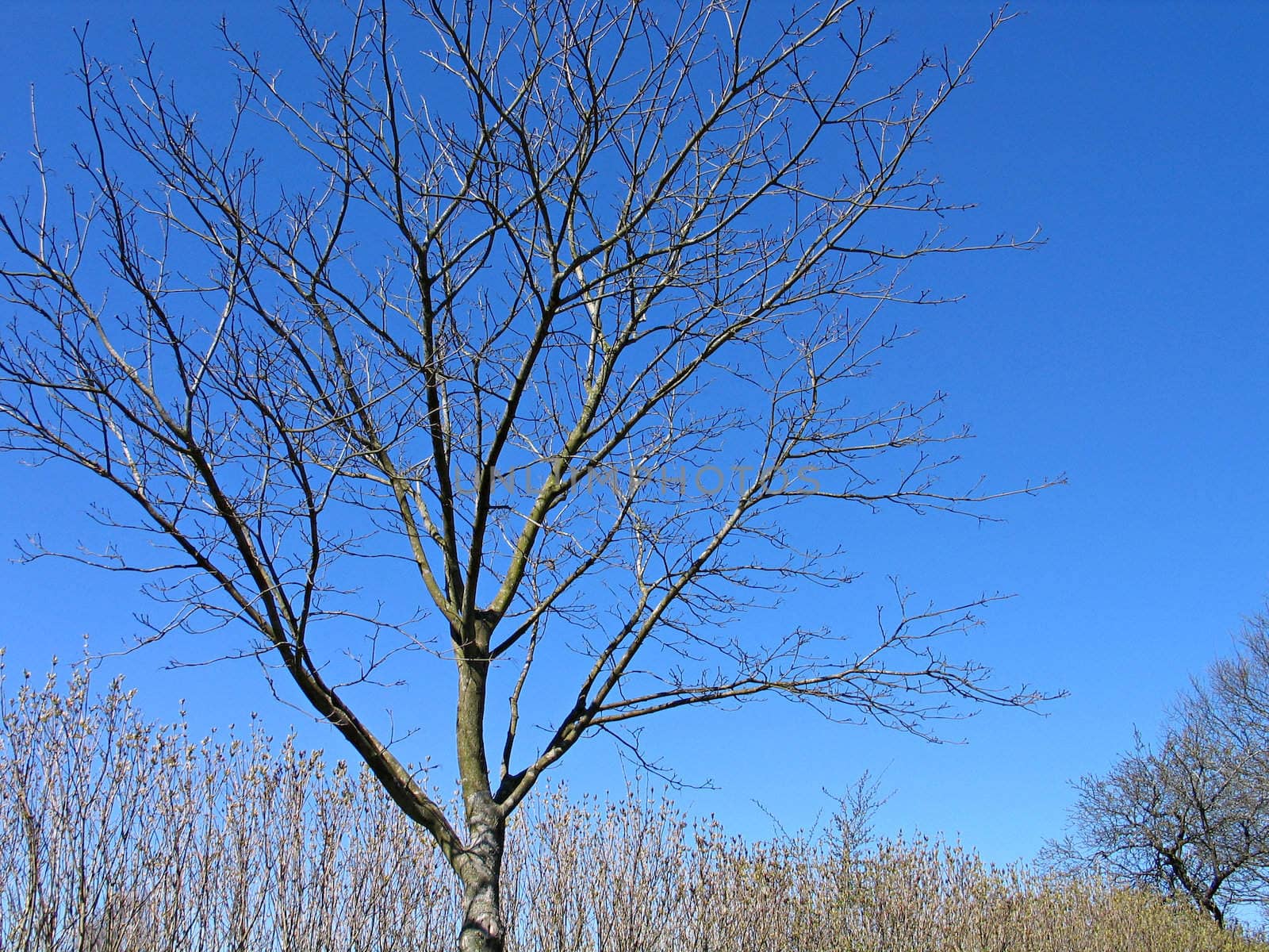 Tree in the autumn before blooming