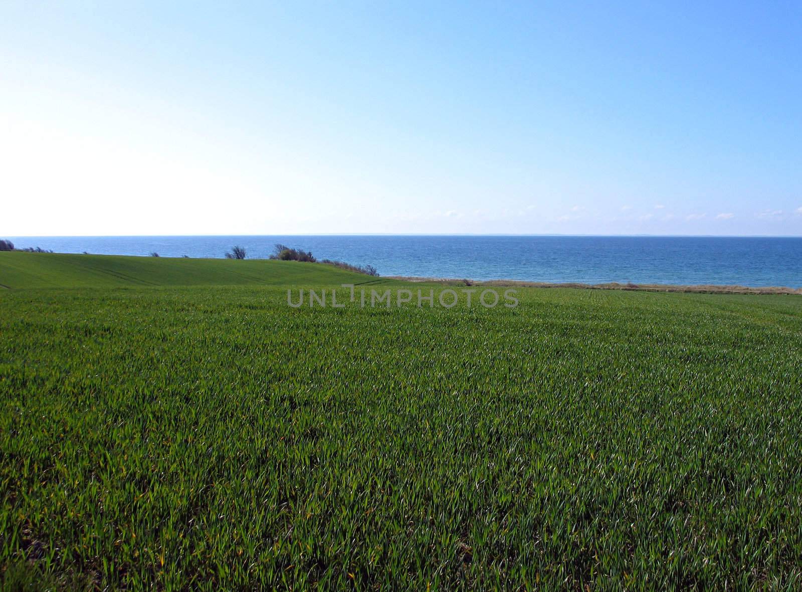 Green wheat filed next to blue ocean view - background