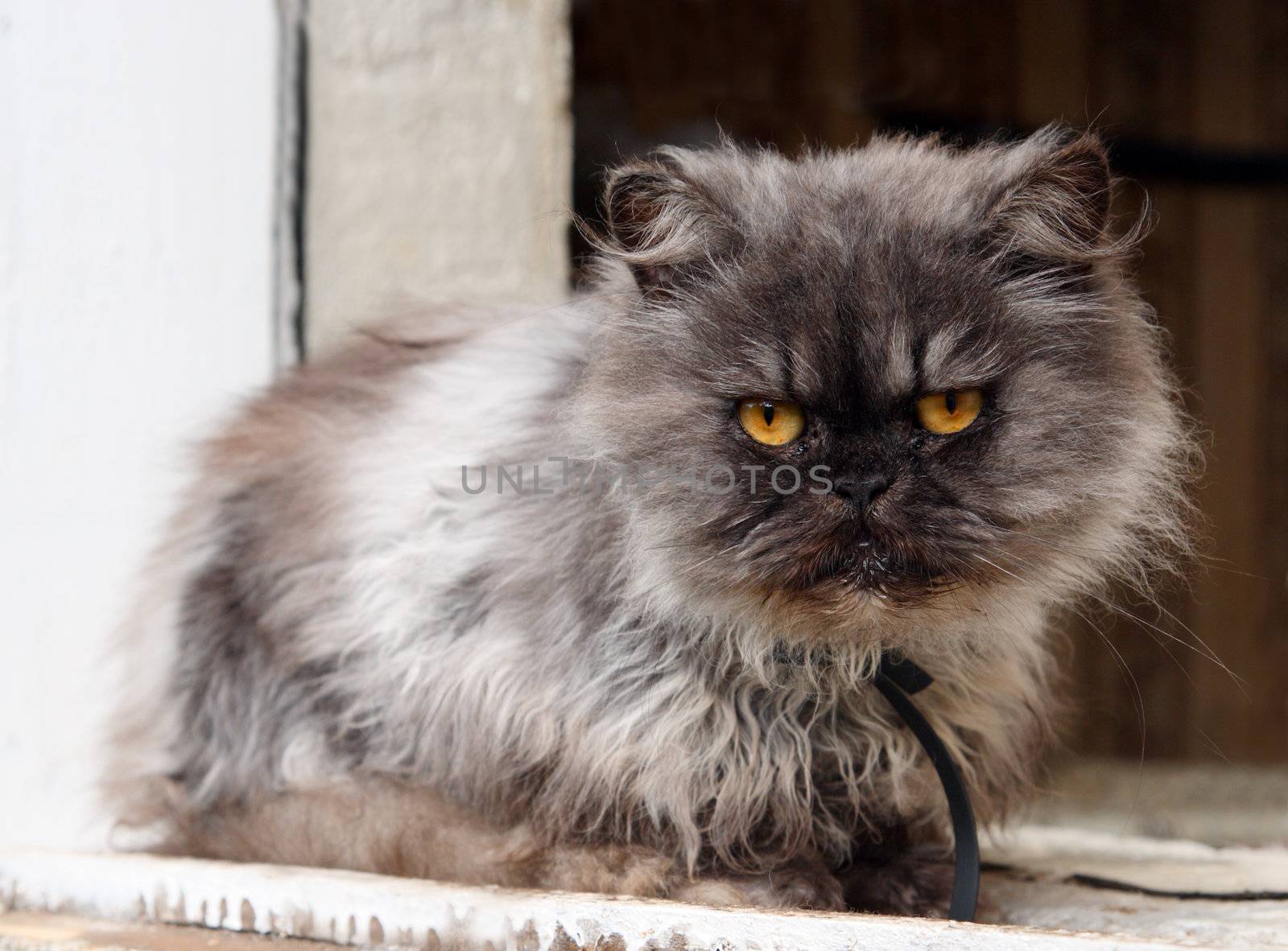 gray shaggy persian cat on window