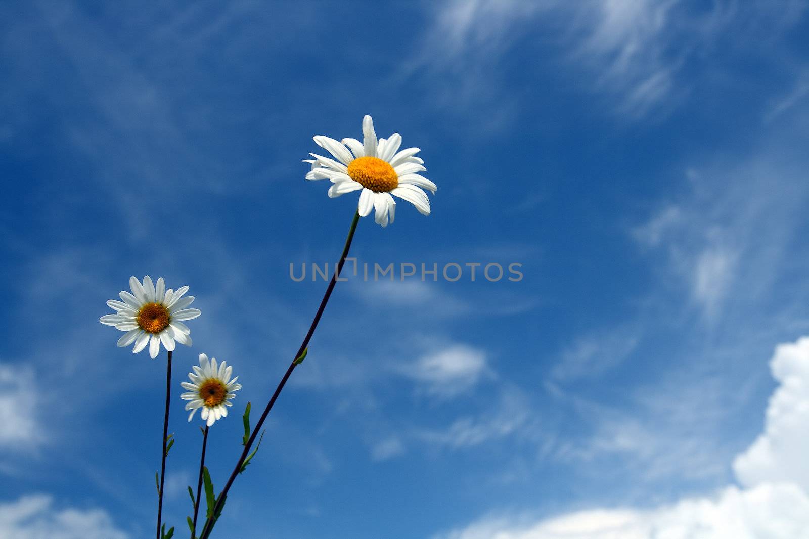 three chamomiles and blue sky