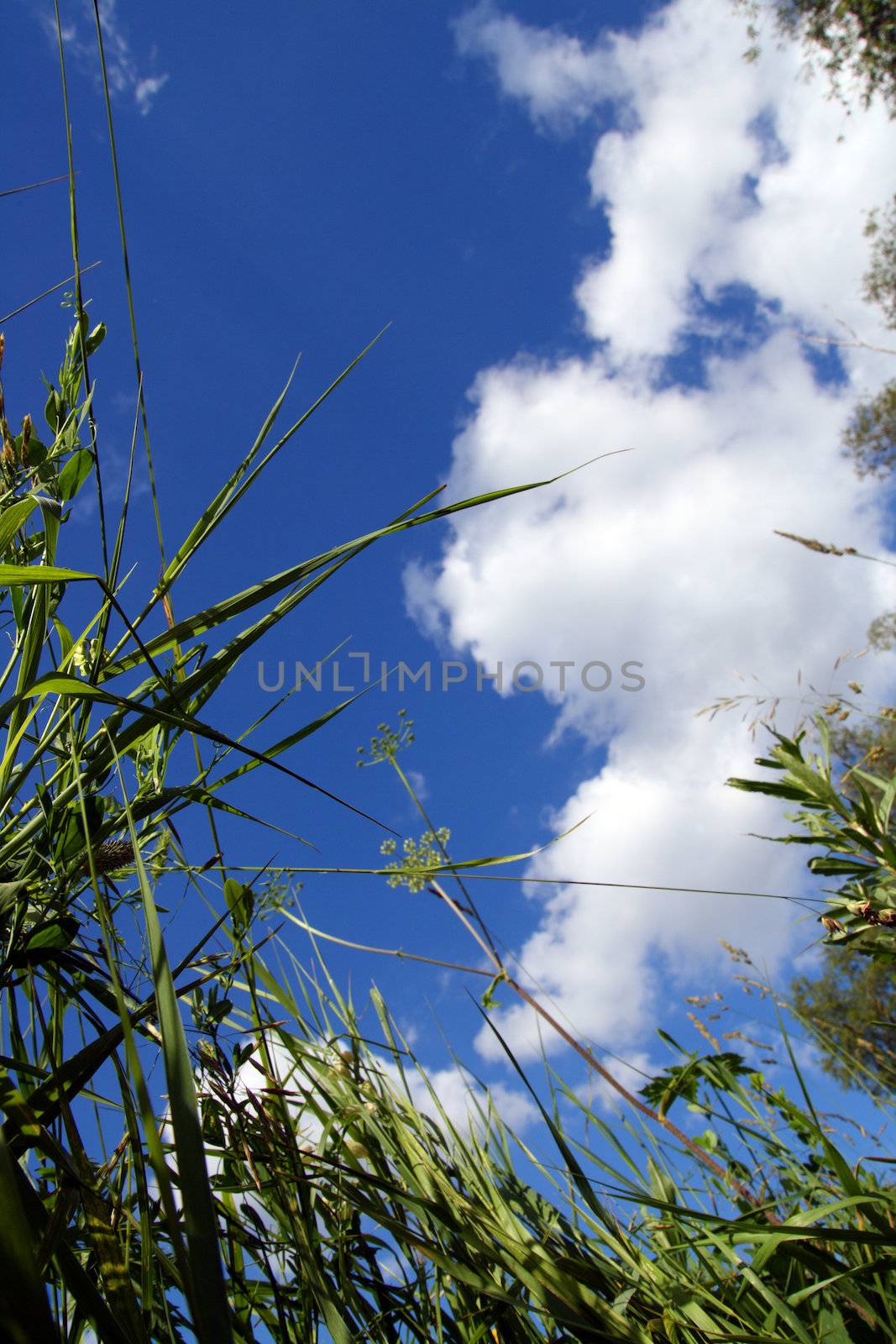 view on sky out of grass by Mikko