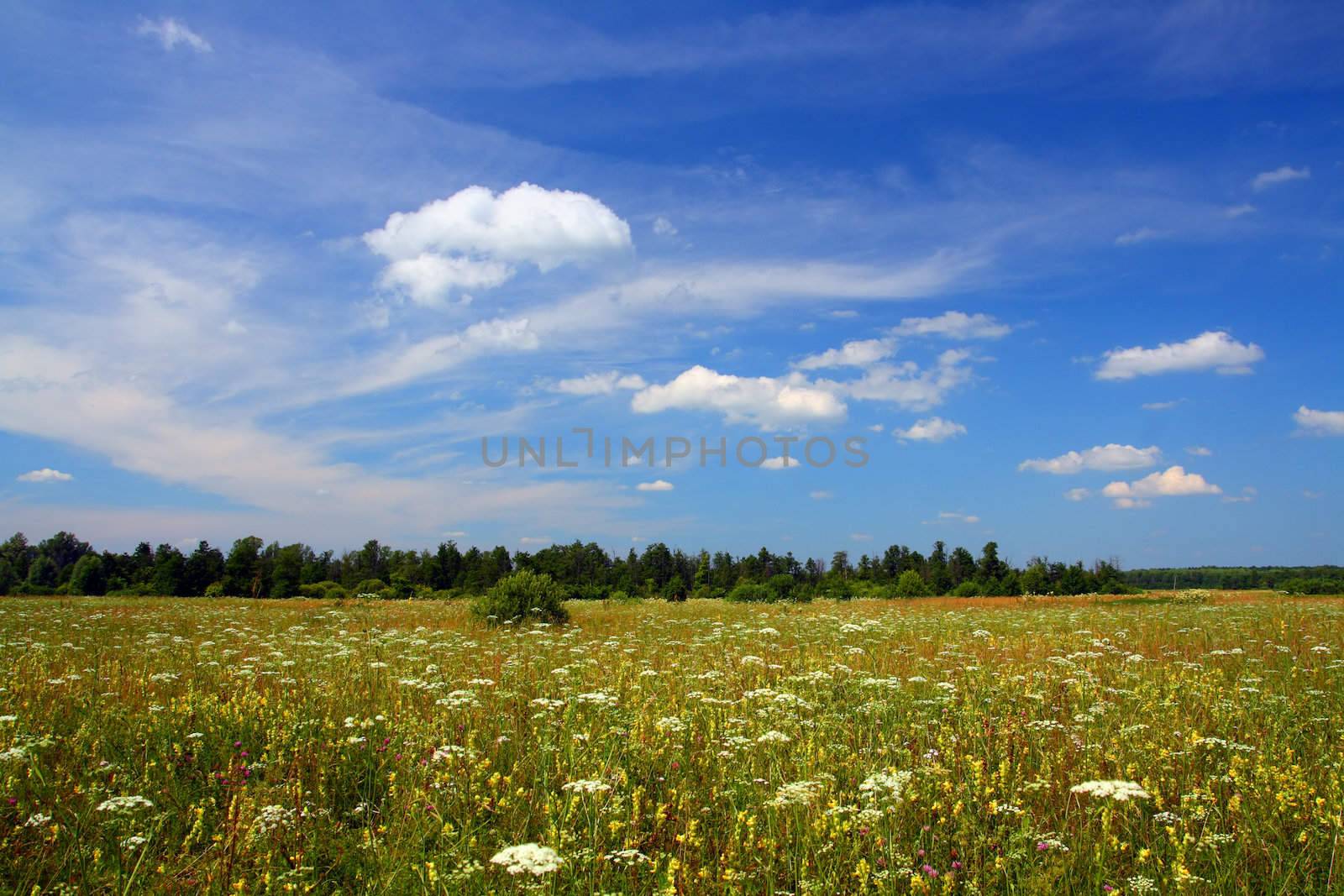 summer field landscape by Mikko