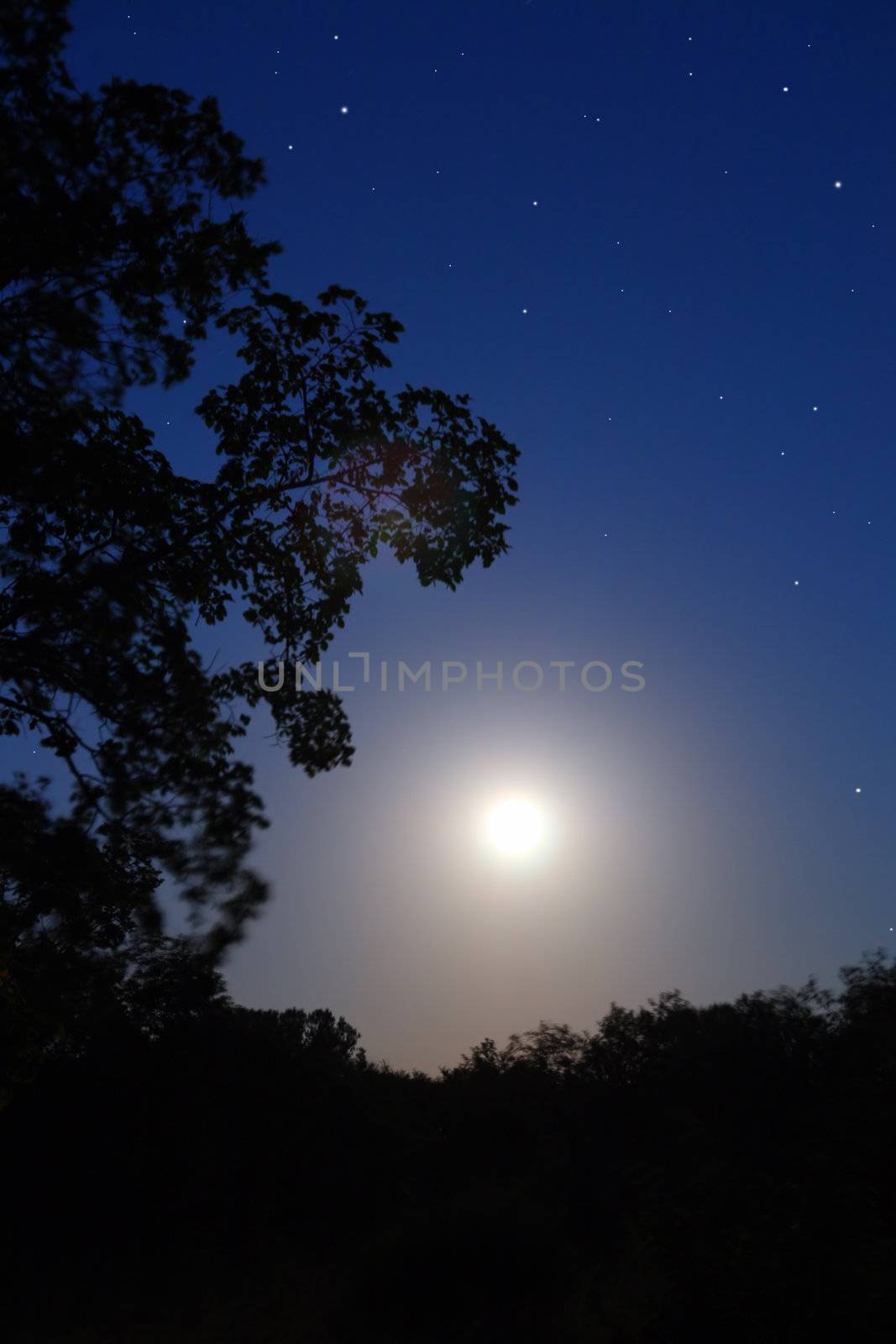 night moon and tree silhouette