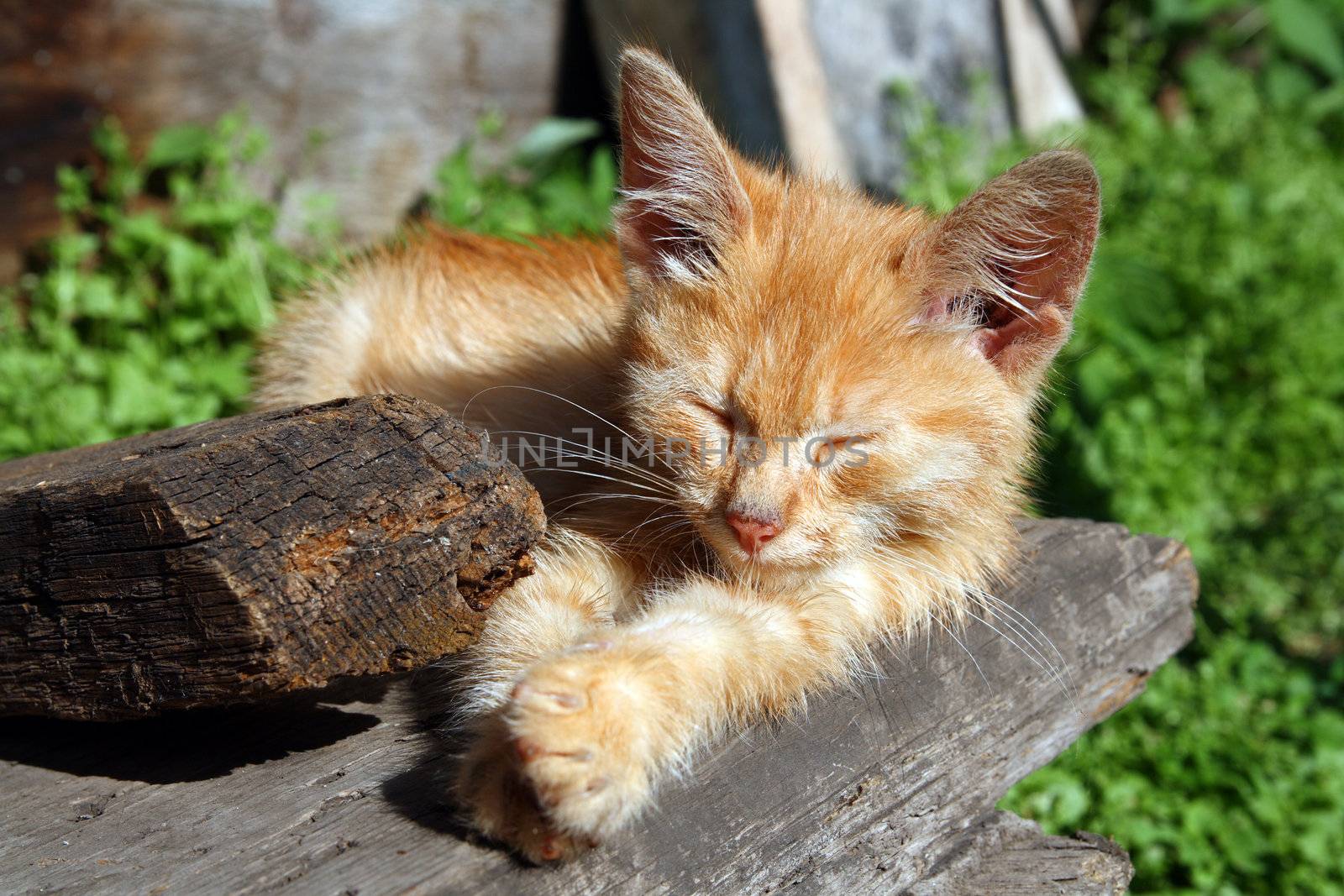 small cat sleeping on wooden porch