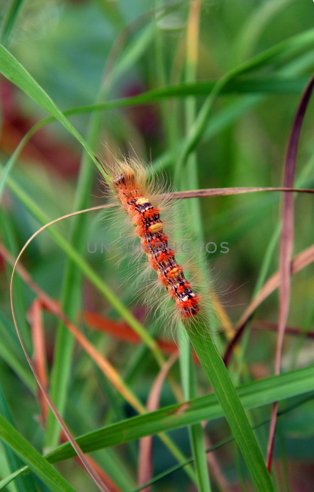 red hairy caterpillar in green grass