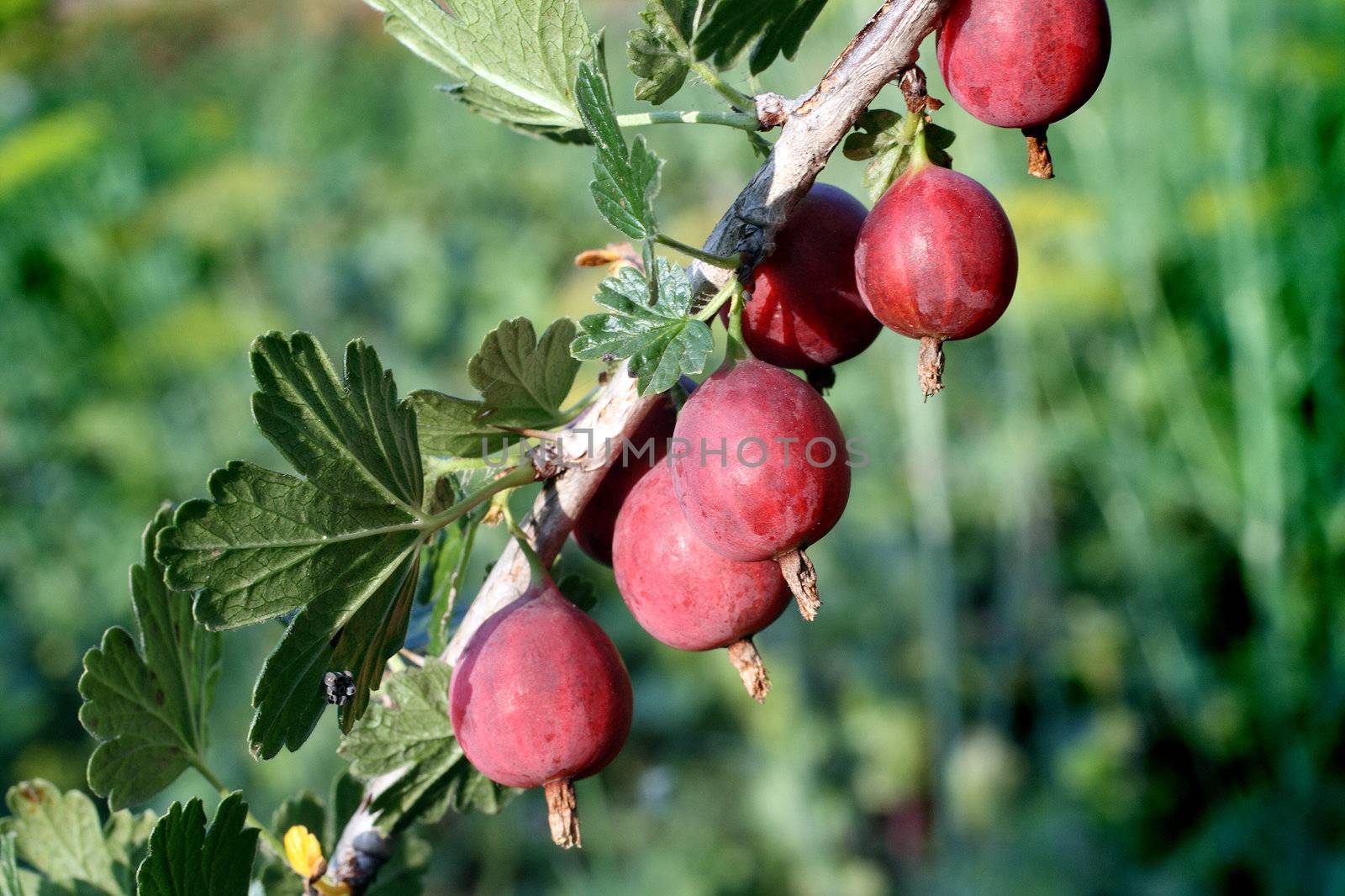 red gooseberry berries on branch