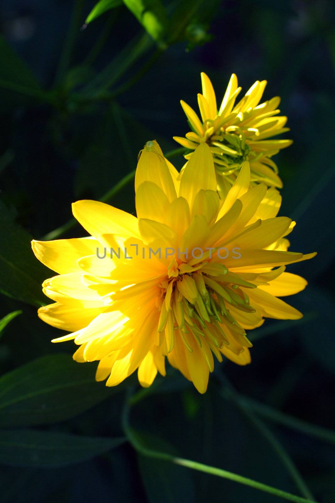 yellow dahlia flowers on dark background