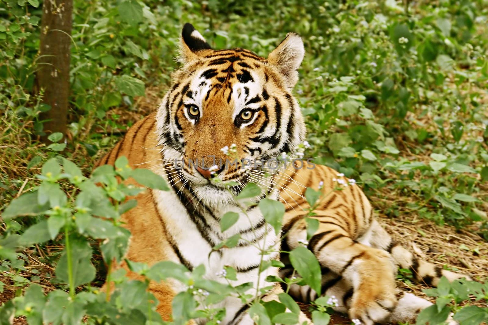 Royal Bengal Tiger in the jungle India