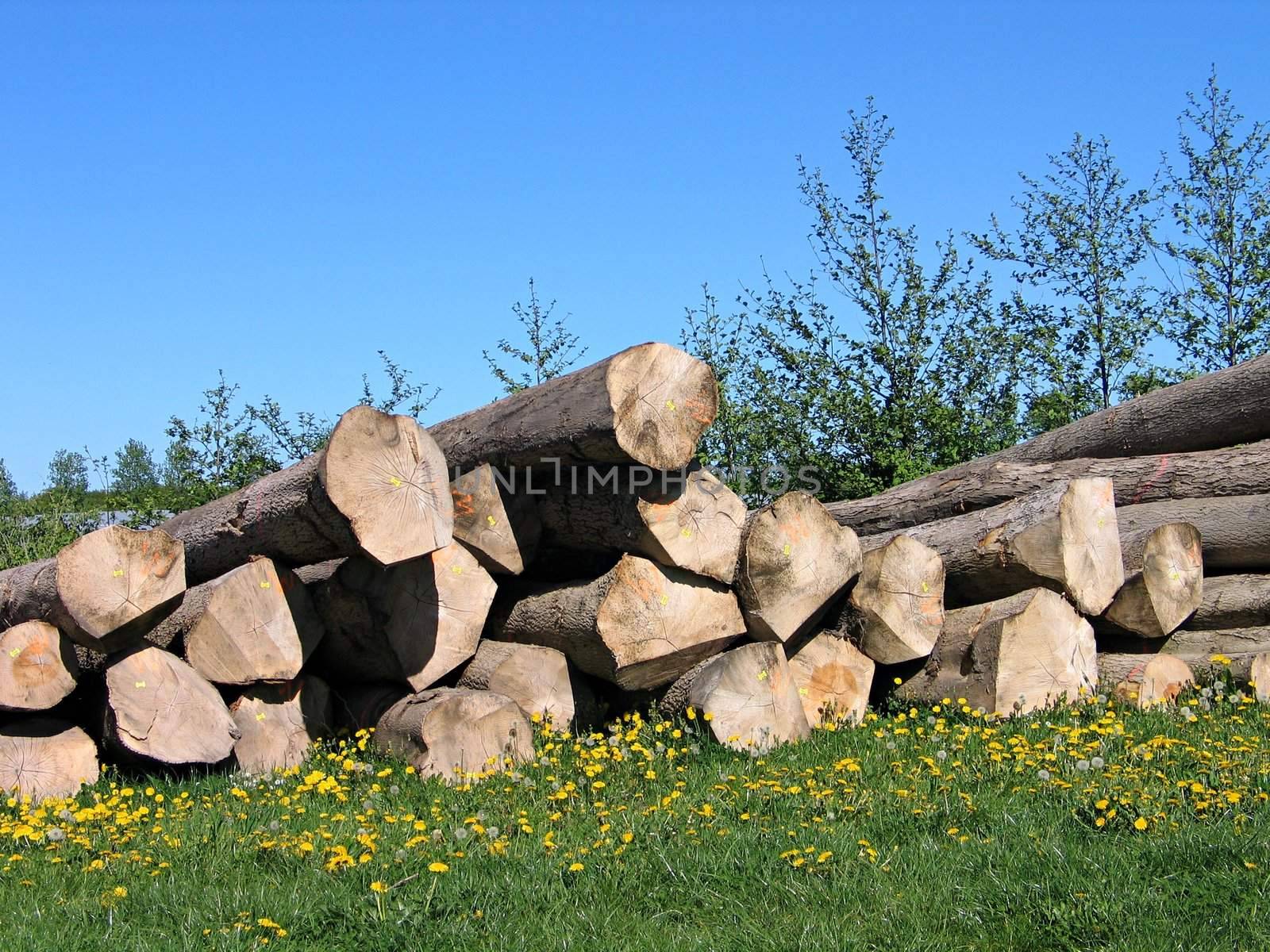 Pile of wood logs stacked outdoors