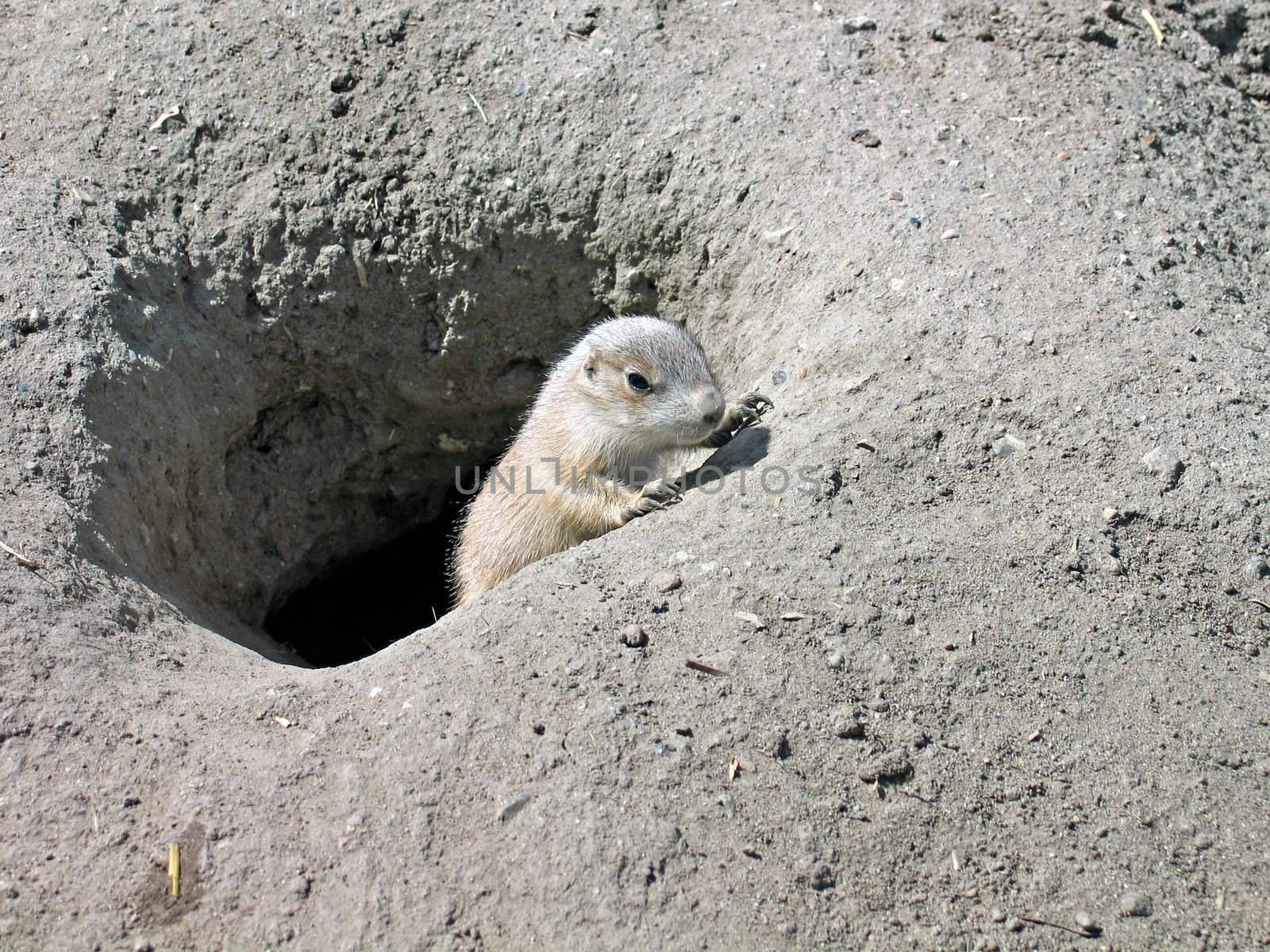 Prairie dog emerging from his tunnel