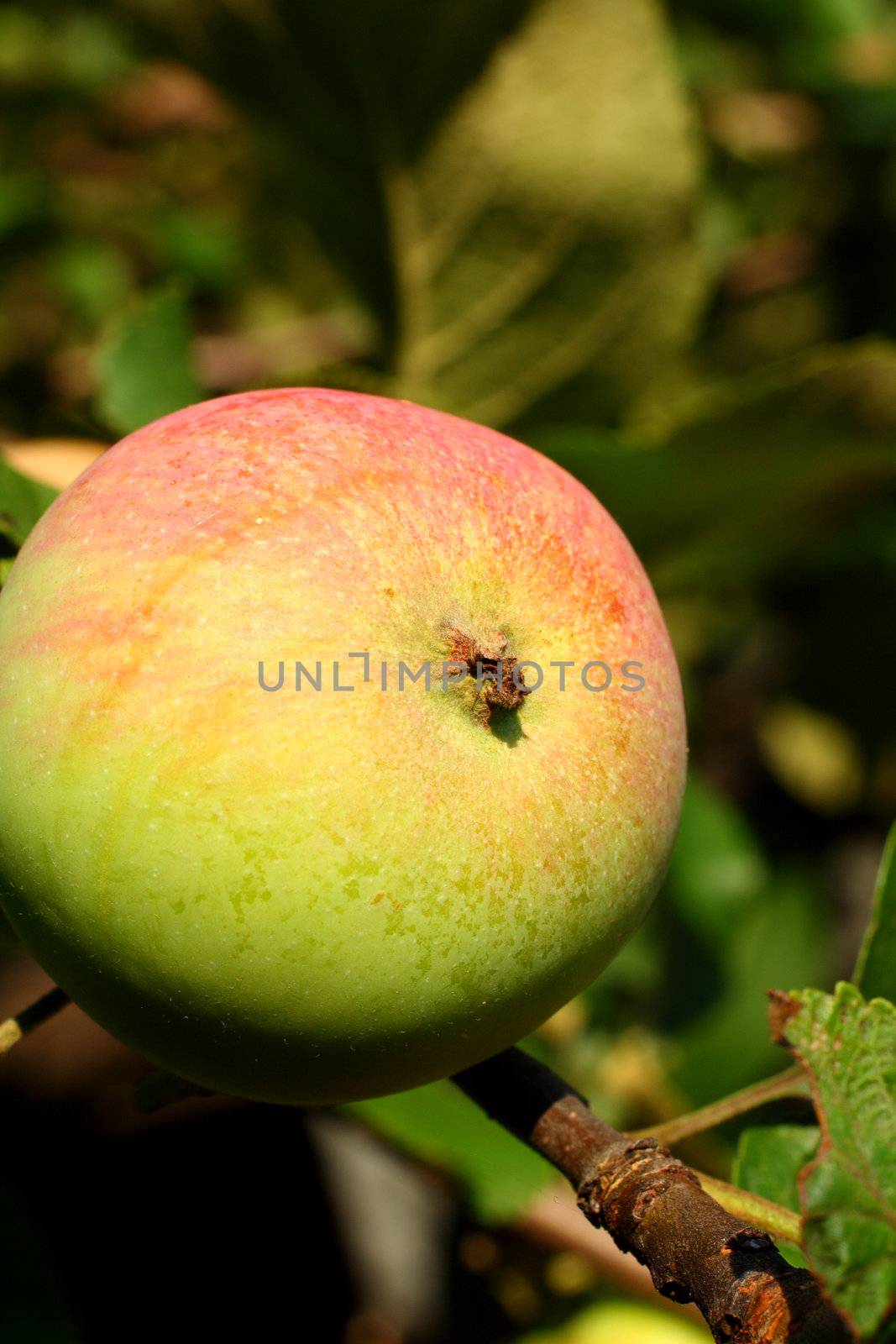 apple on apple-tree branch