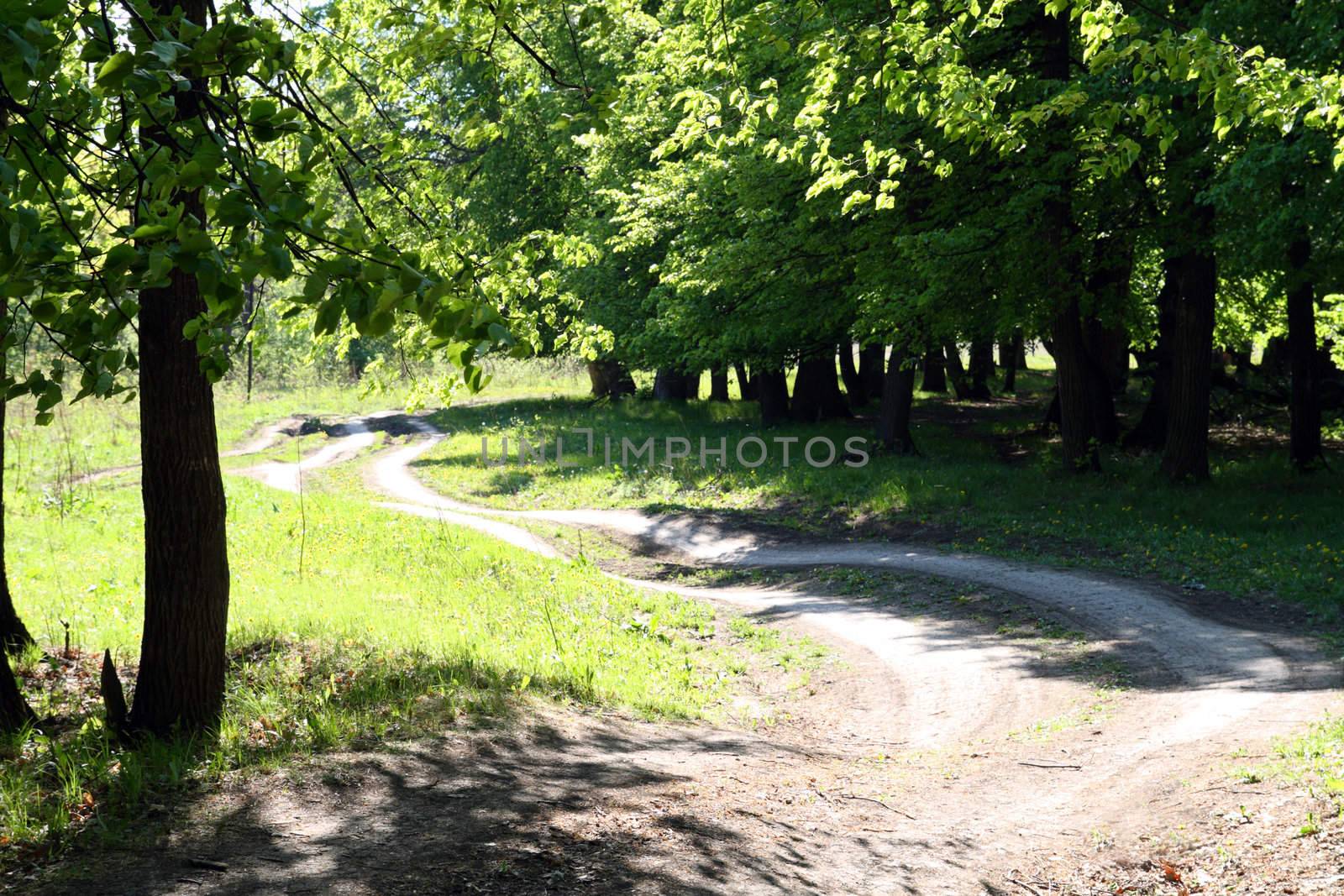 rural road in green forest