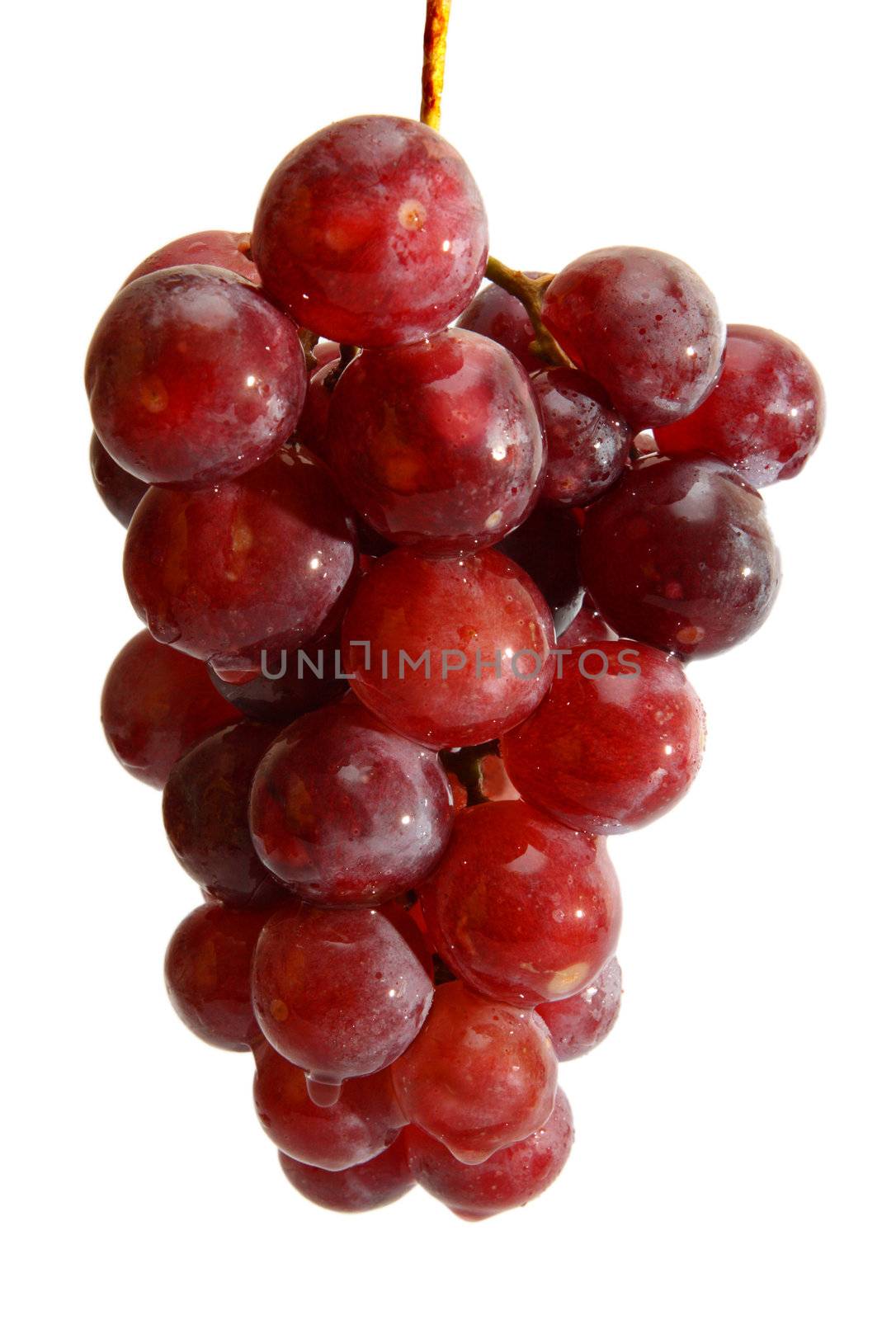 wet grape bunch by Mikko