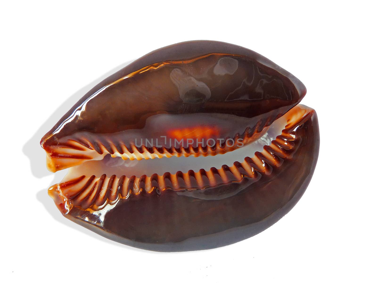 Shell of kauris on a white background