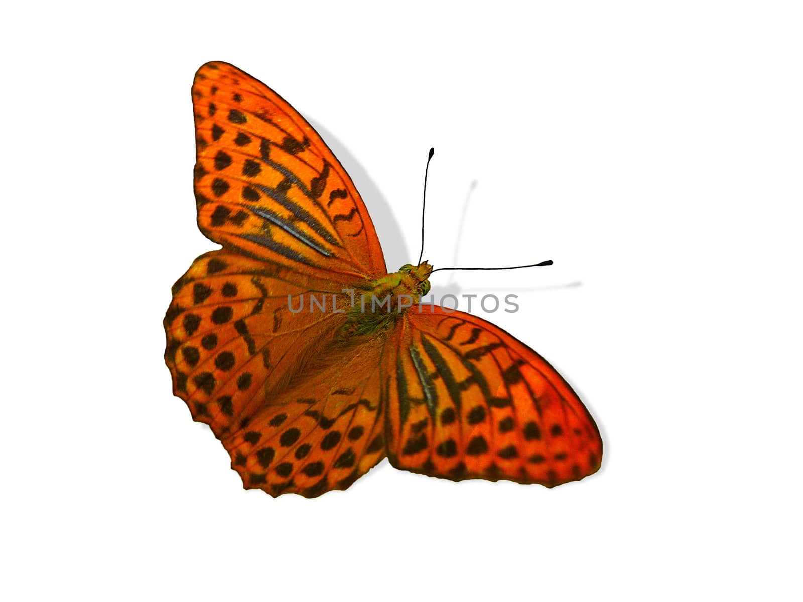 Butterfly, isolated picture