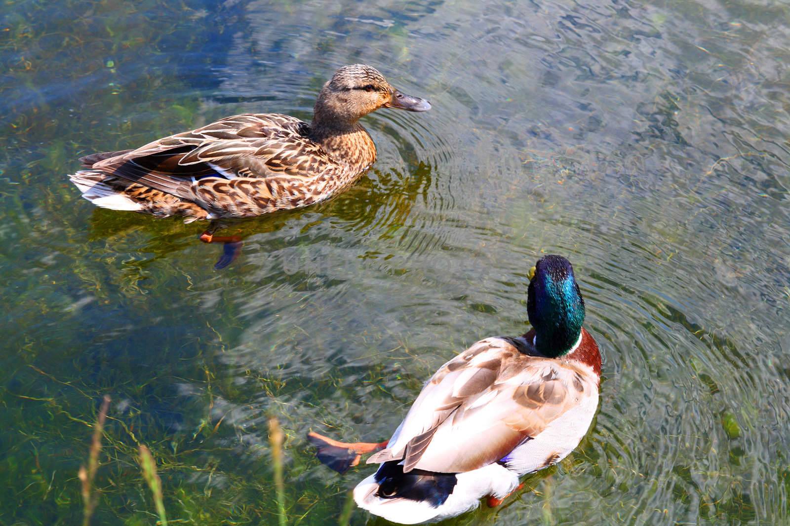 ducks couple swimming in lake
