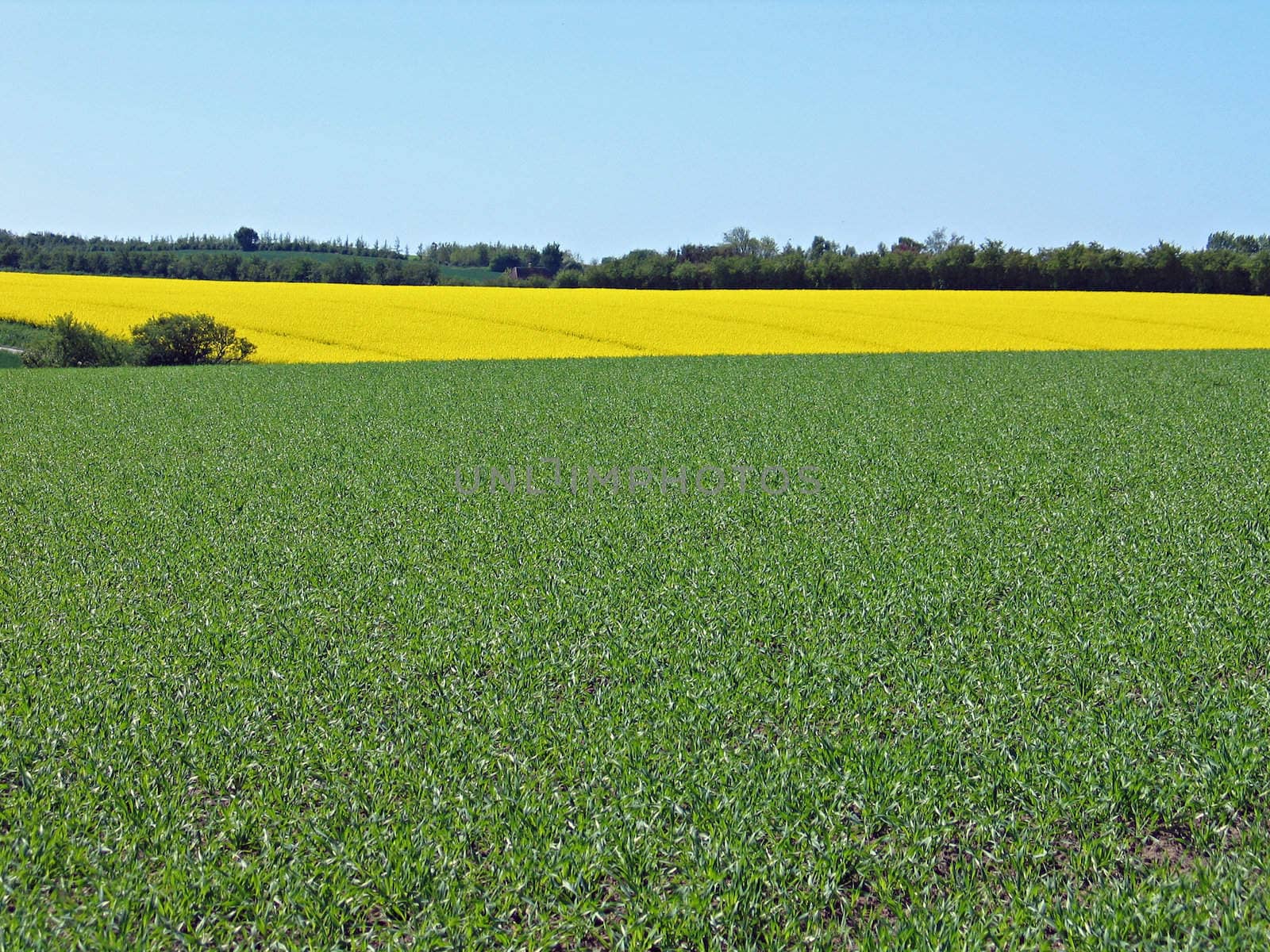 Colorful fields background - green and rapes