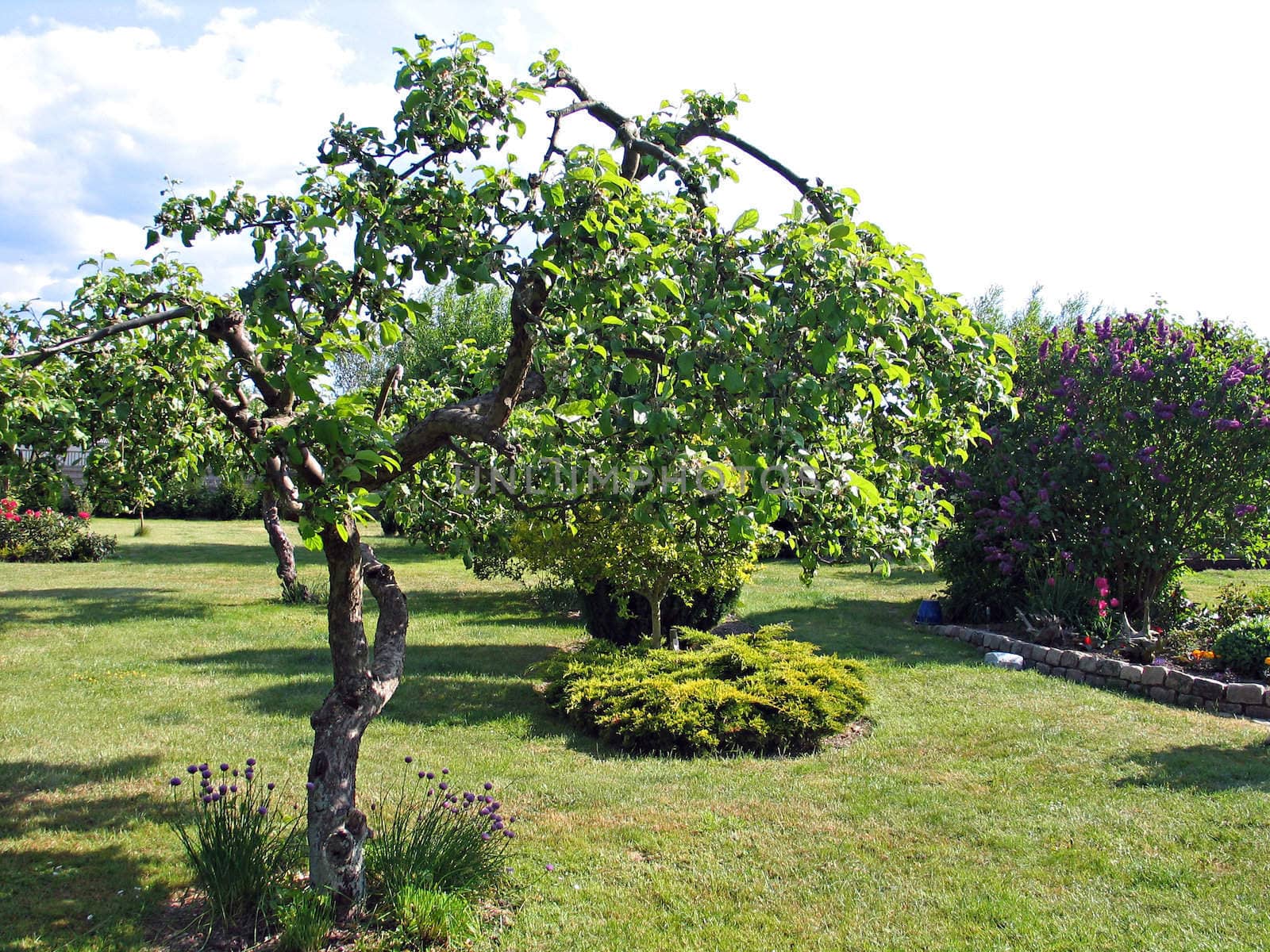 Apple tree in a garden spring time